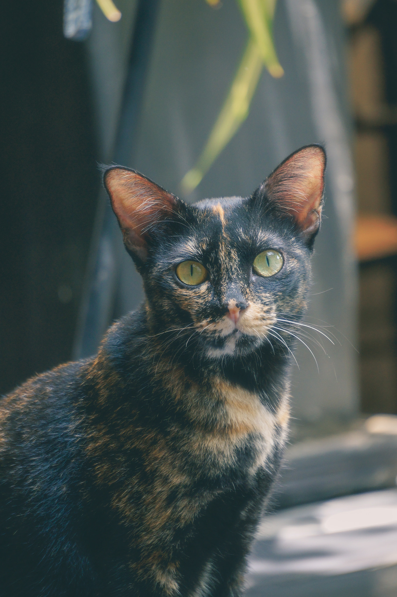 Sony Alpha NEX-5N + Sony E 55-210mm F4.5-6.3 OSS sample photo. Cat eyes photography