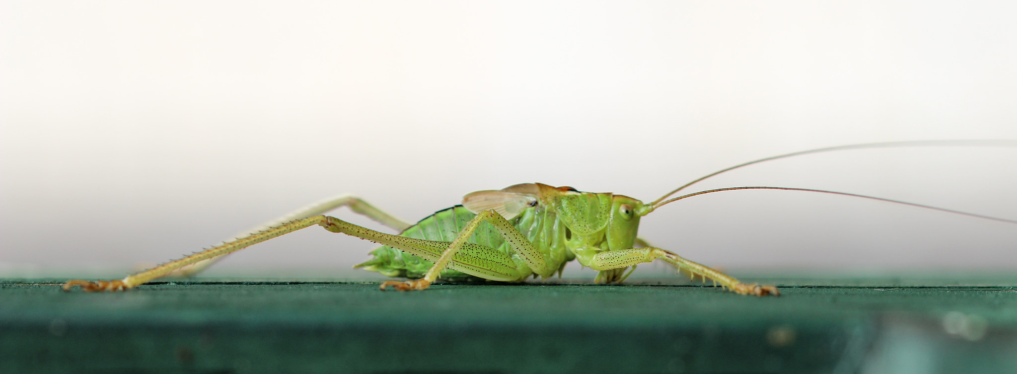 Sigma 105mm F2.8 EX DG OS HSM sample photo. Stretching photography