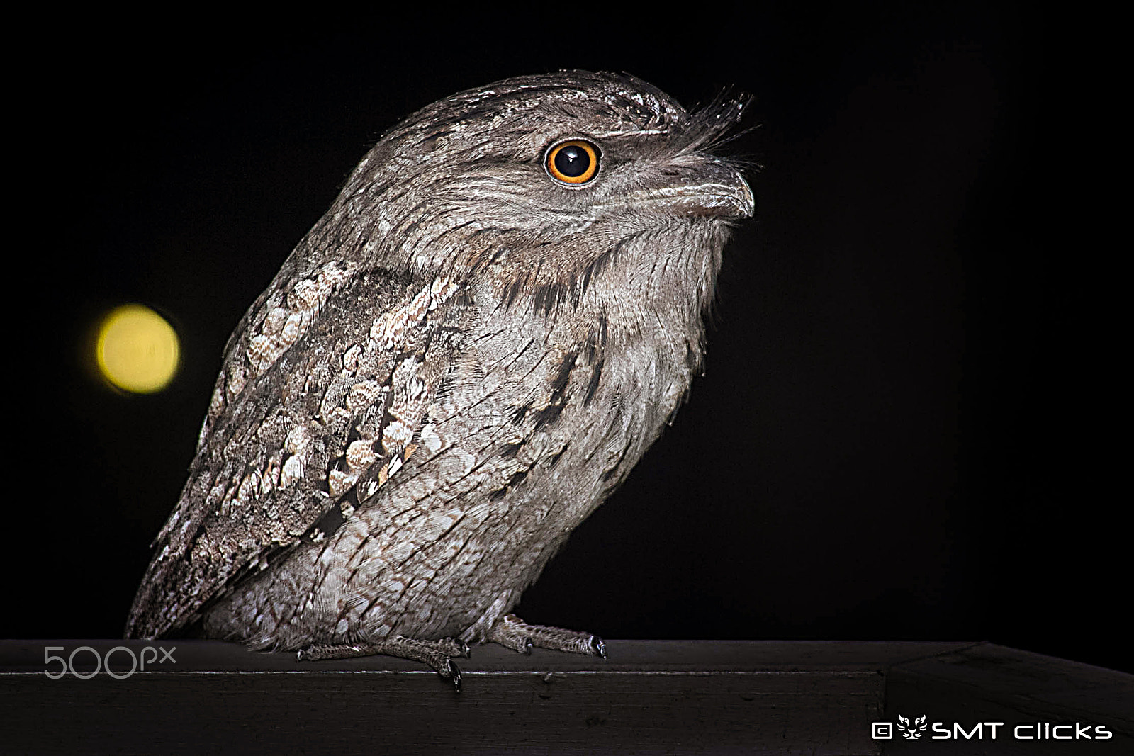 Canon EOS 60D + Canon EF 28-200mm F3.5-5.6 sample photo. Tawny frogmouth photography