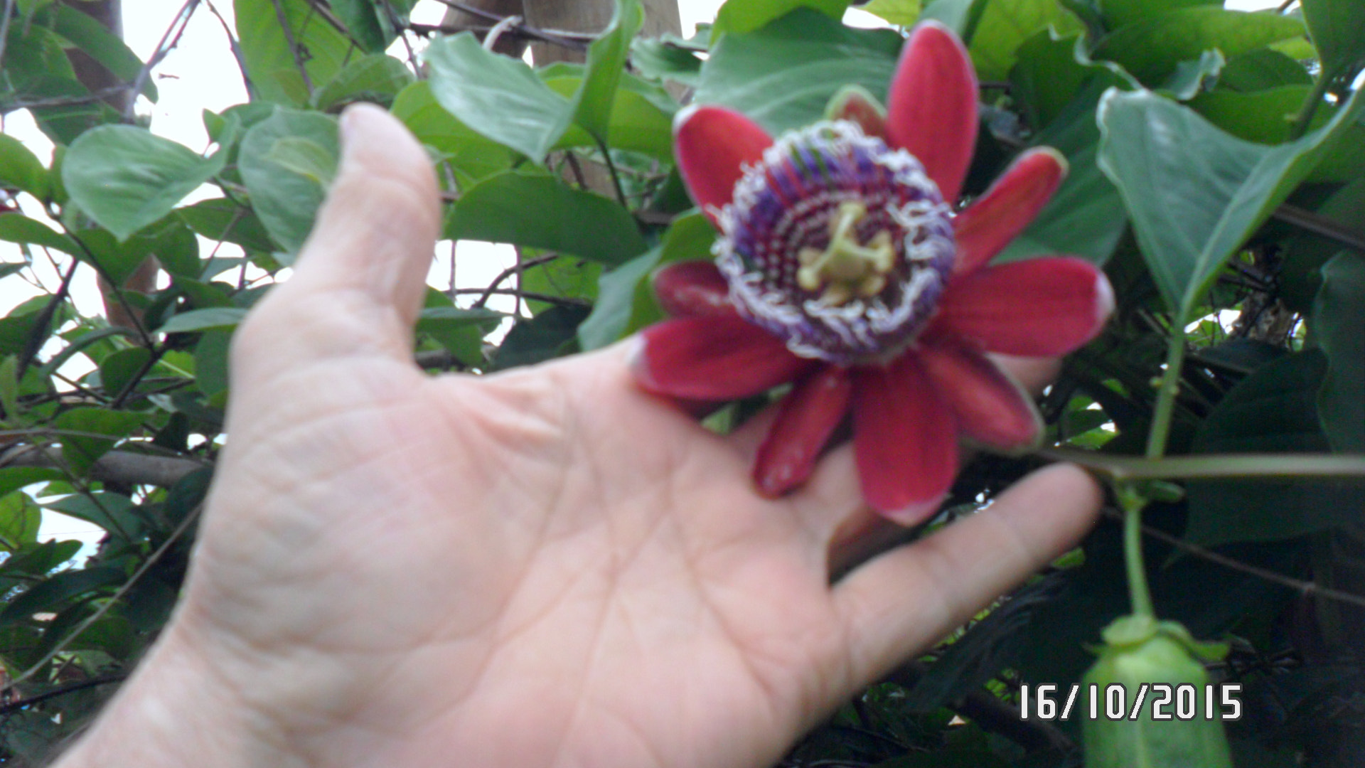 Samsung PL20,PL21 / VLUU PL20,PL21 sample photo. Sam_4587.jpg photography
