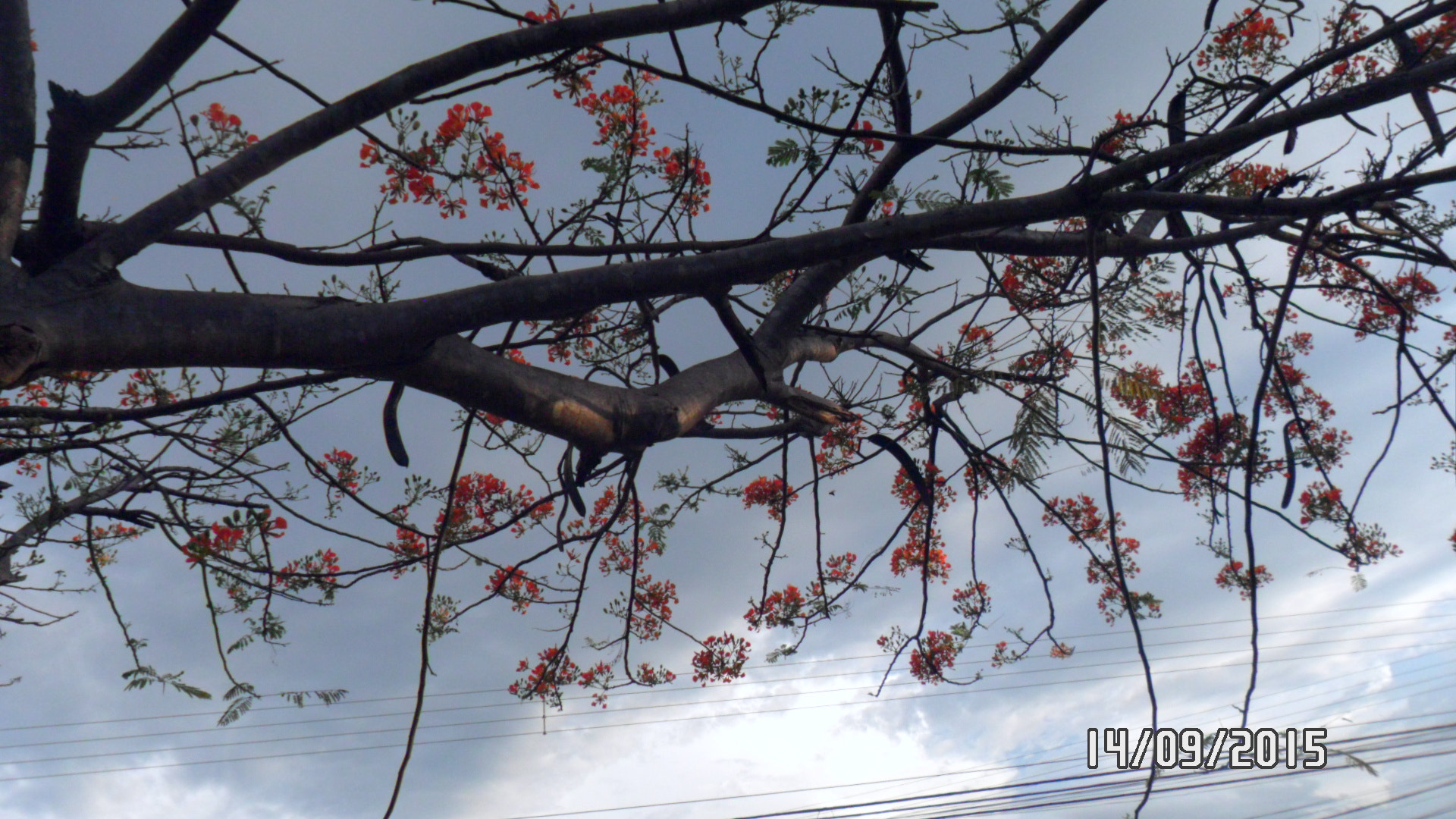 Samsung PL20,PL21 / VLUU PL20,PL21 sample photo. Sam_4406.jpg photography