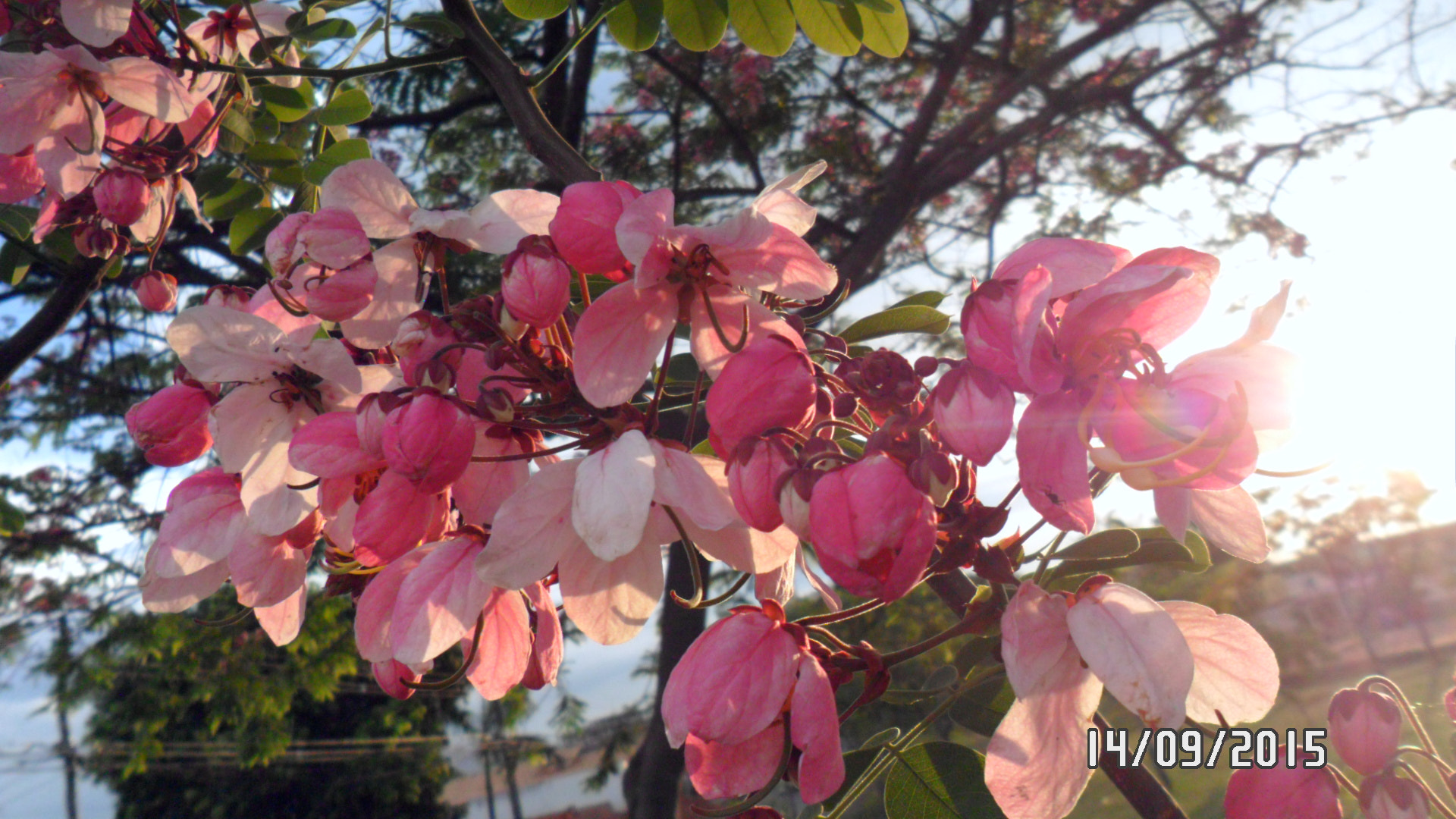 Samsung PL20,PL21 / VLUU PL20,PL21 sample photo. Sam_4435.jpg photography