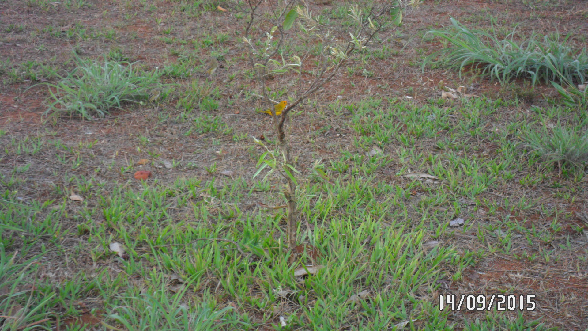 Samsung PL20,PL21 / VLUU PL20,PL21 sample photo. Cd passaro? photography