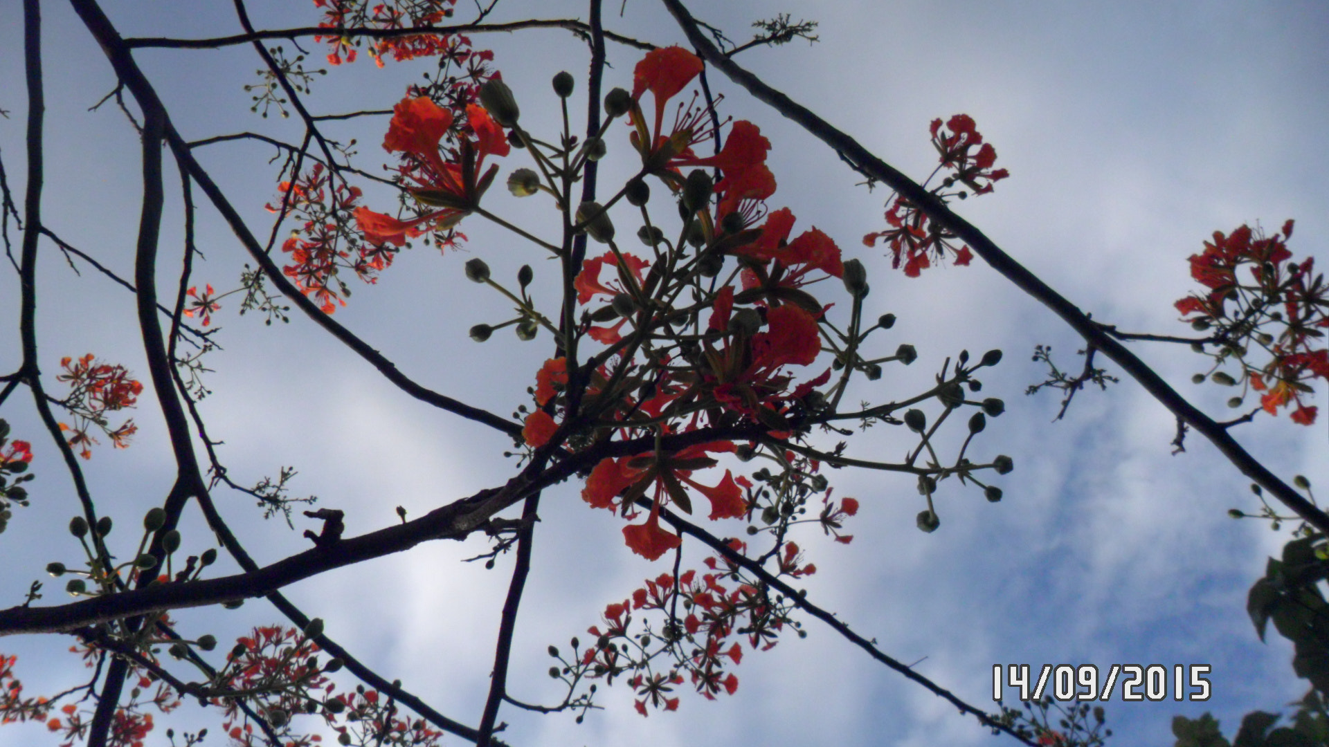Samsung PL20,PL21 / VLUU PL20,PL21 sample photo. Sam_4408.jpg photography