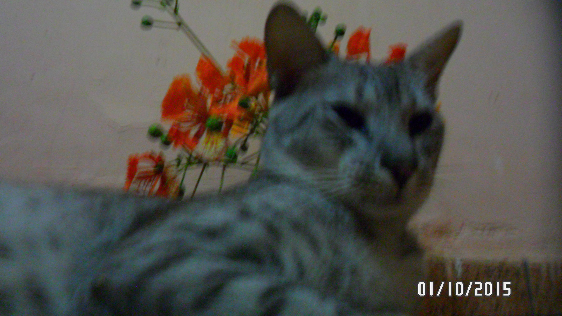 Samsung PL20,PL21 / VLUU PL20,PL21 sample photo. Gato mais pd ser tigre photography