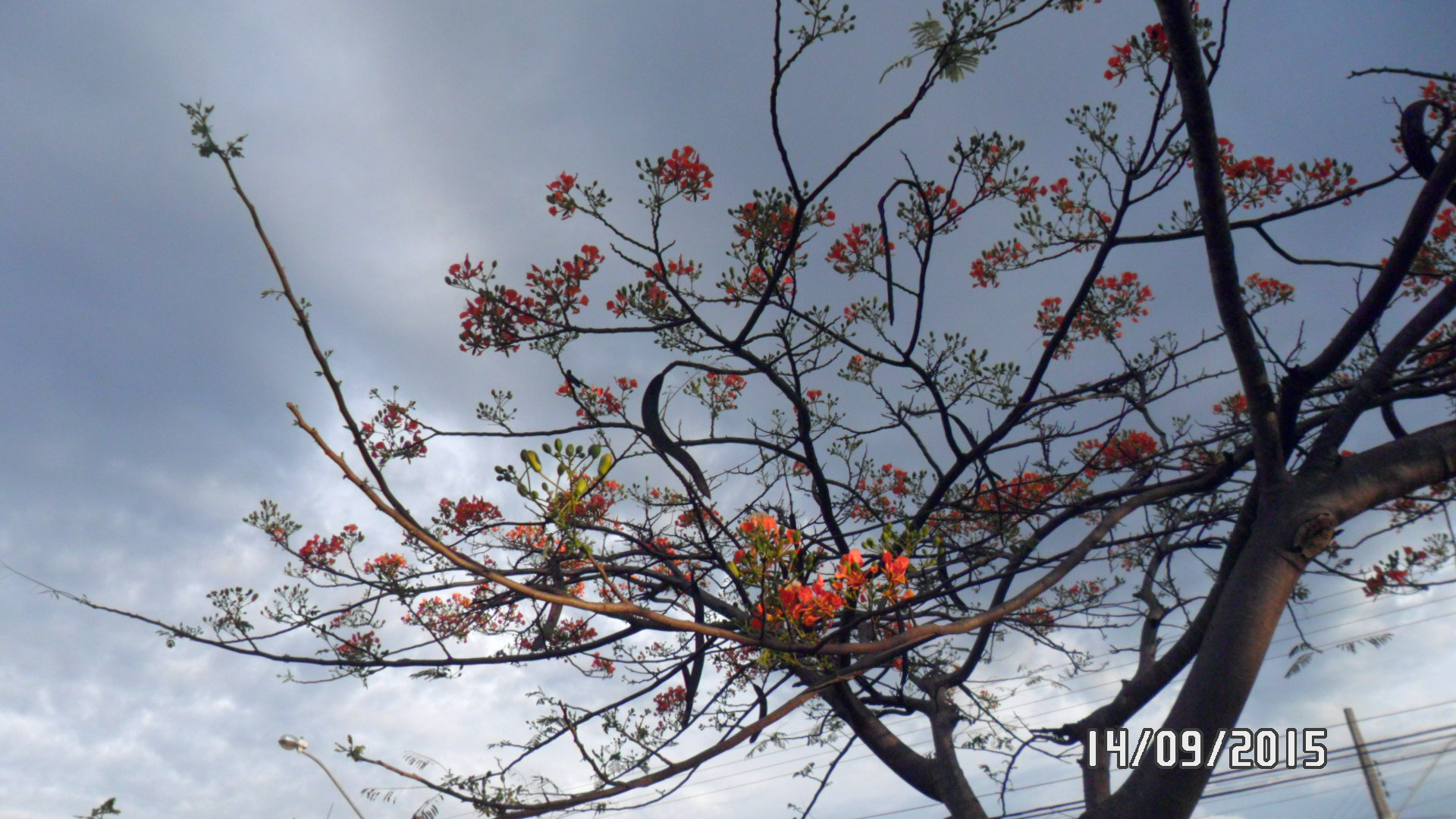Samsung PL20,PL21 / VLUU PL20,PL21 sample photo. Sam_4409.jpg photography