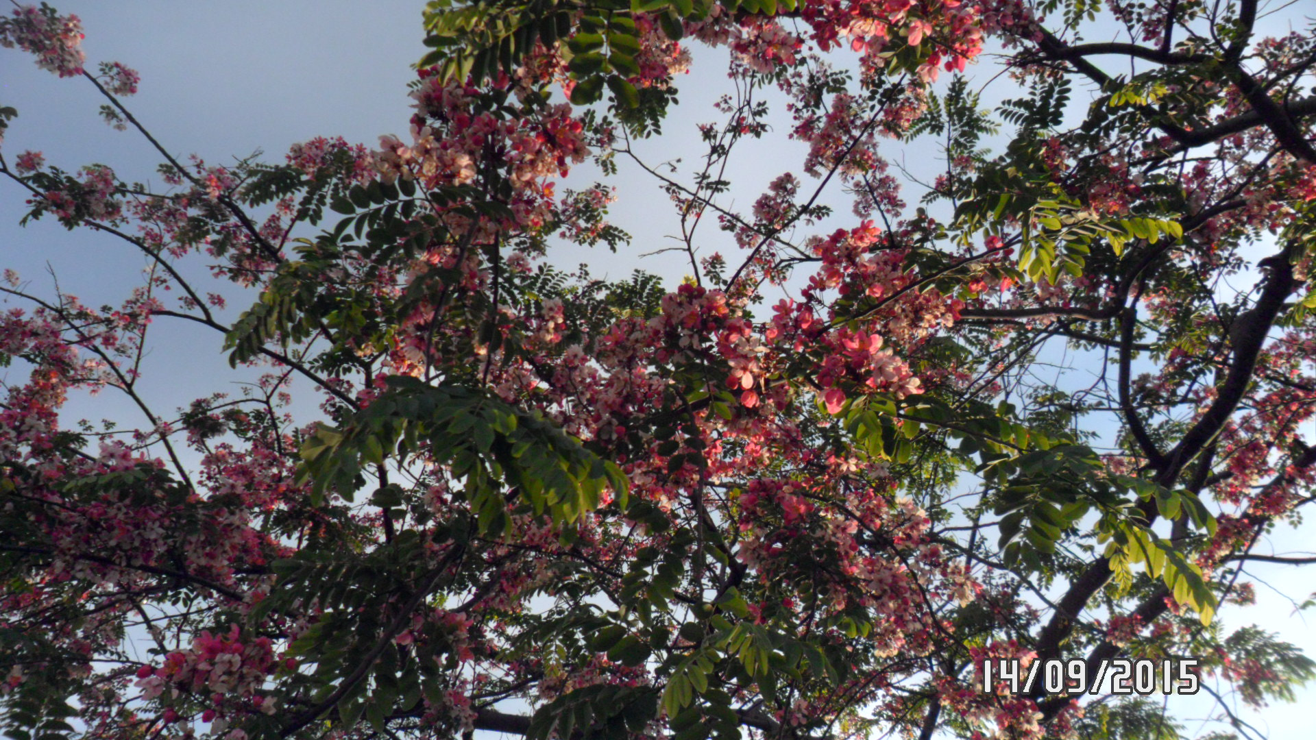 Samsung PL20,PL21 / VLUU PL20,PL21 sample photo. Sam_4410.jpg photography