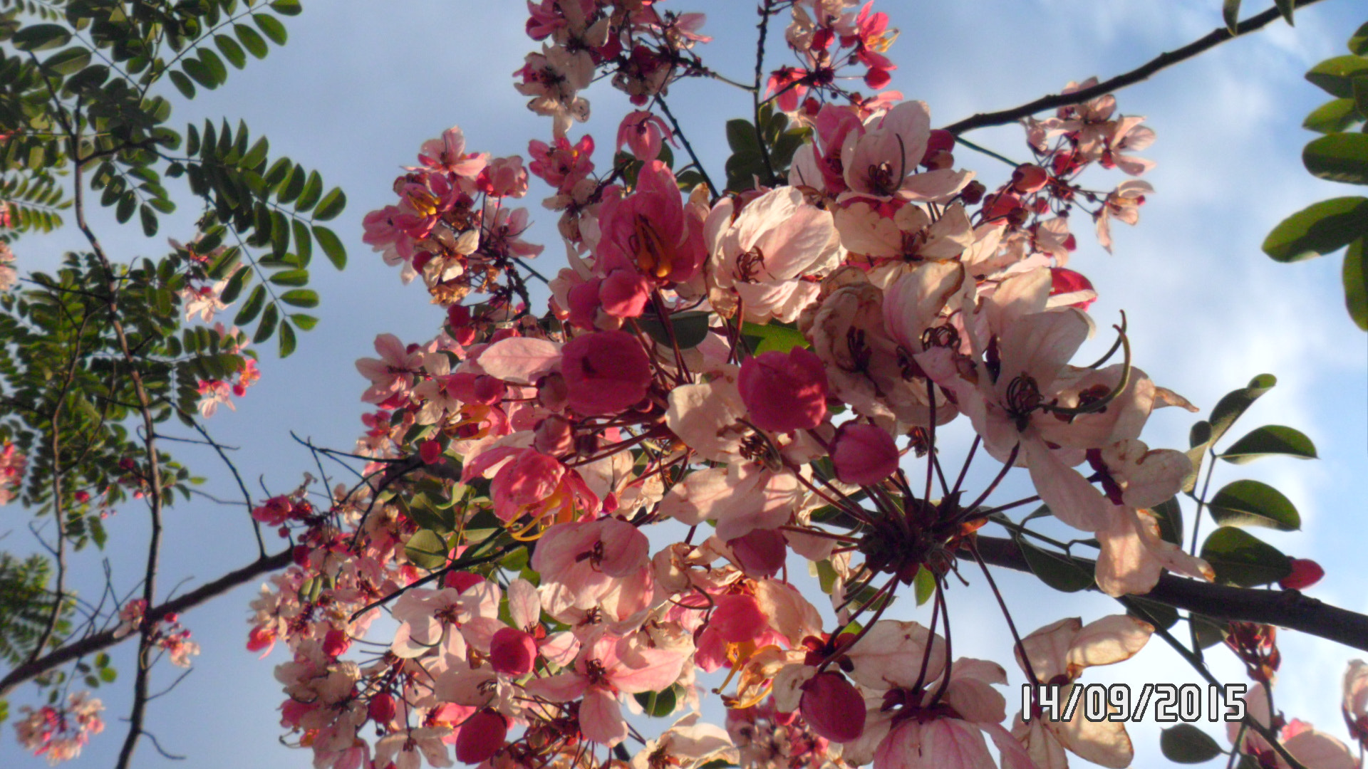 Samsung PL20,PL21 / VLUU PL20,PL21 sample photo. Sam_4412.jpg photography