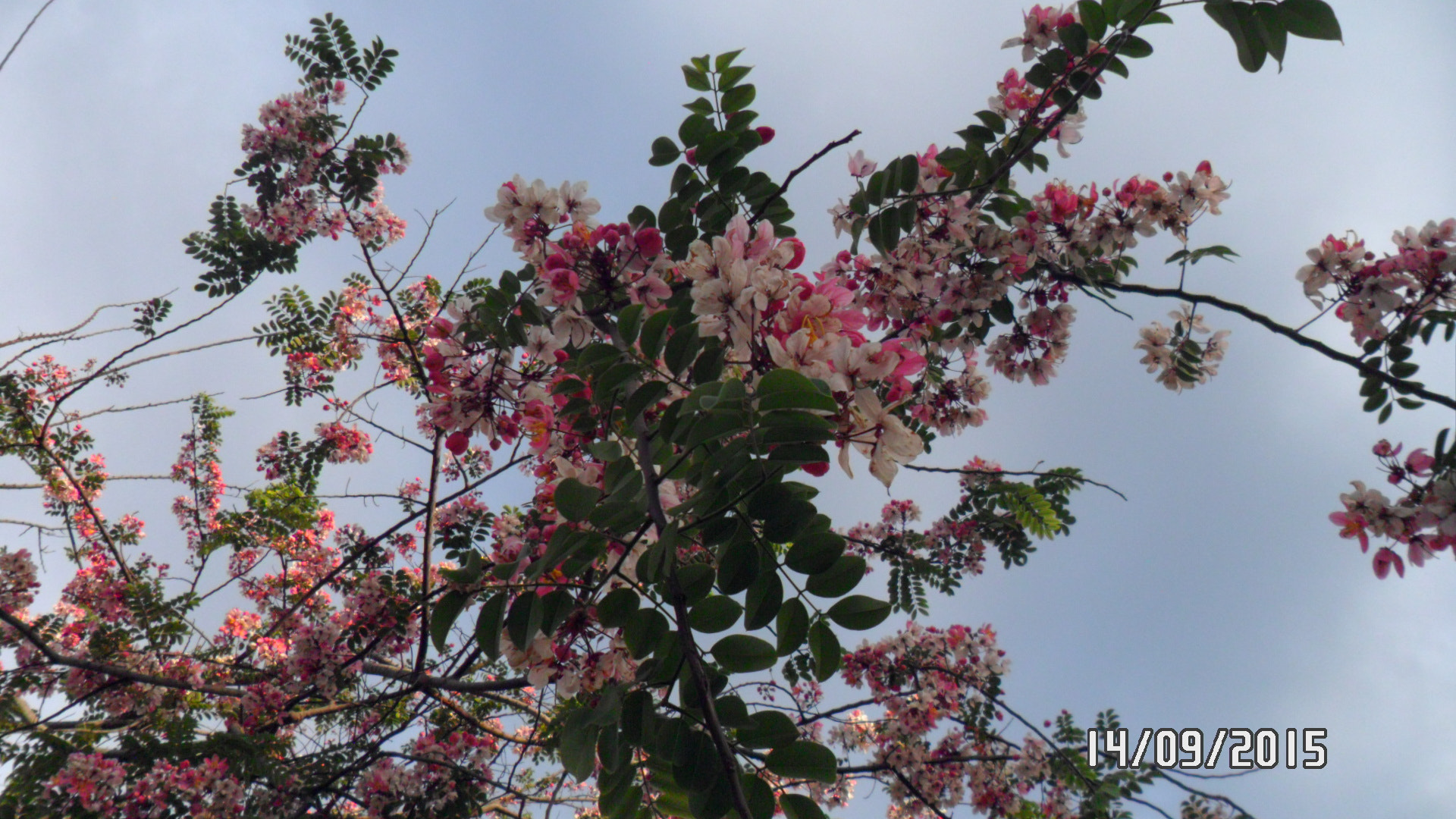 Samsung PL20,PL21 / VLUU PL20,PL21 sample photo. Sam_4414.jpg photography