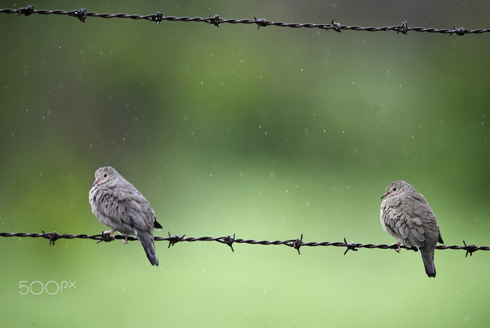 Nikon AF-S Nikkor 800mm F5.6E FL ED VR sample photo. What is the forecast ? ( columbina passerina ) photography