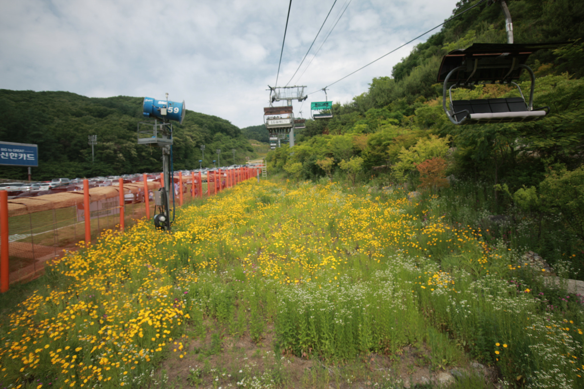 Canon EOS-1Ds Mark III + Sigma 17-35mm f/2.8-4 EX DG Aspherical HSM sample photo. Lift over yellow garden photography