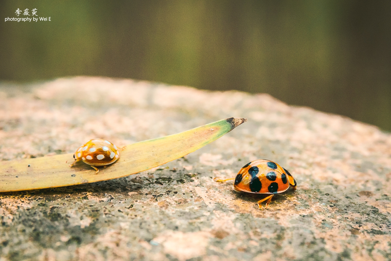 Sigma 17-70mm F2.8-4 DC Macro OS HSM sample photo. 分手的小瓢蟲 photography