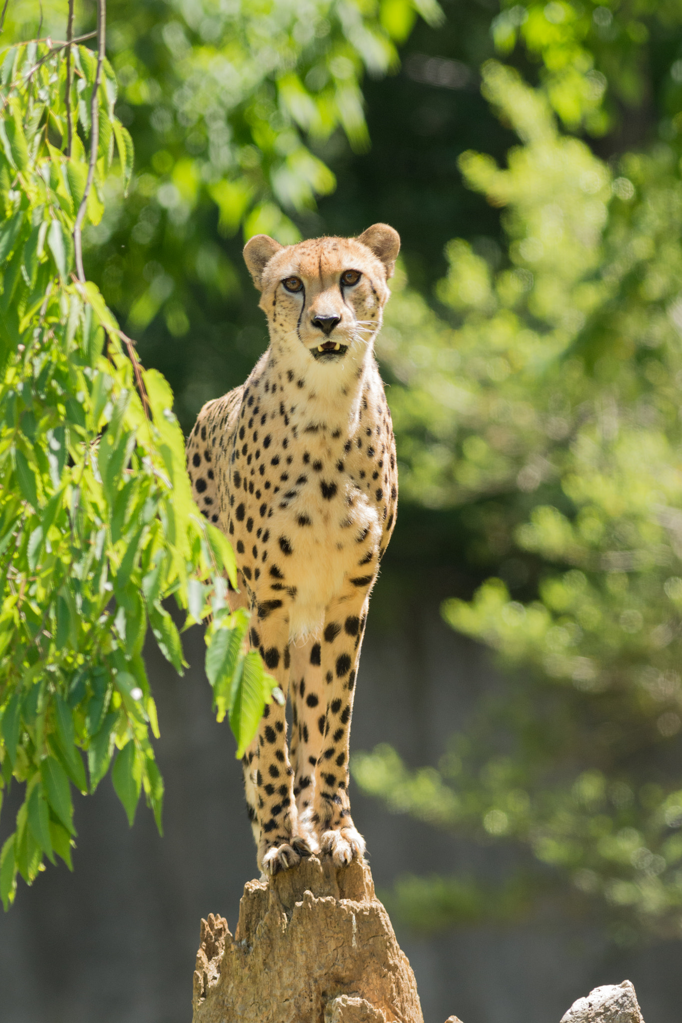 Nikon AF-S Nikkor 300mm F2.8G ED VR II sample photo. Lookout photography