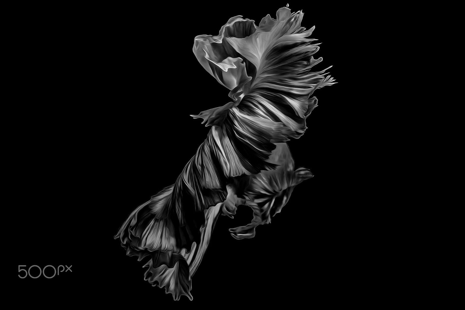 Olympus OM-D E-M1 + OLYMPUS M.12-50mm F3.5-6.3 sample photo. Fighting fish black  background photography