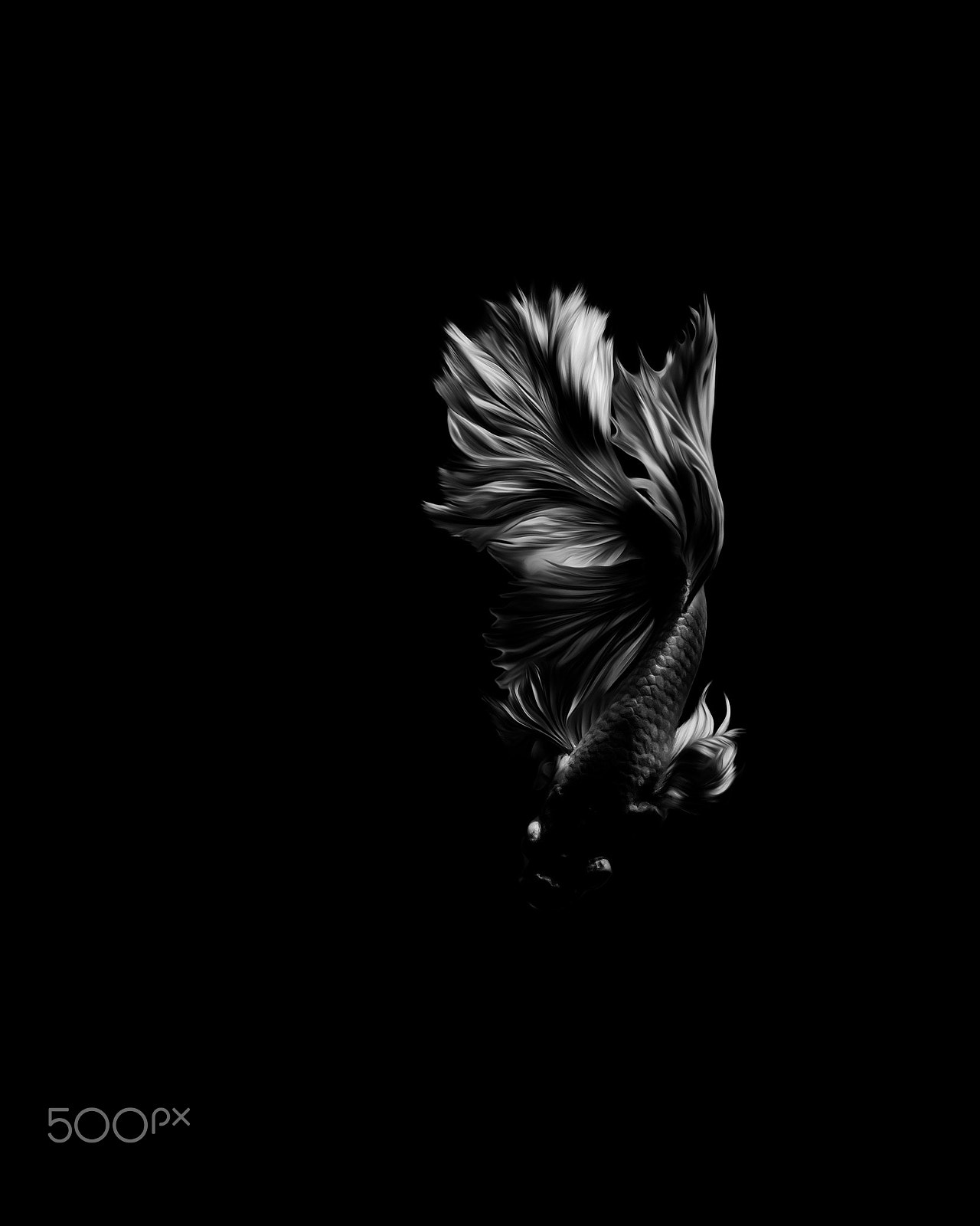 Olympus OM-D E-M1 + OLYMPUS M.12-50mm F3.5-6.3 sample photo. Fighting fish black  background photography