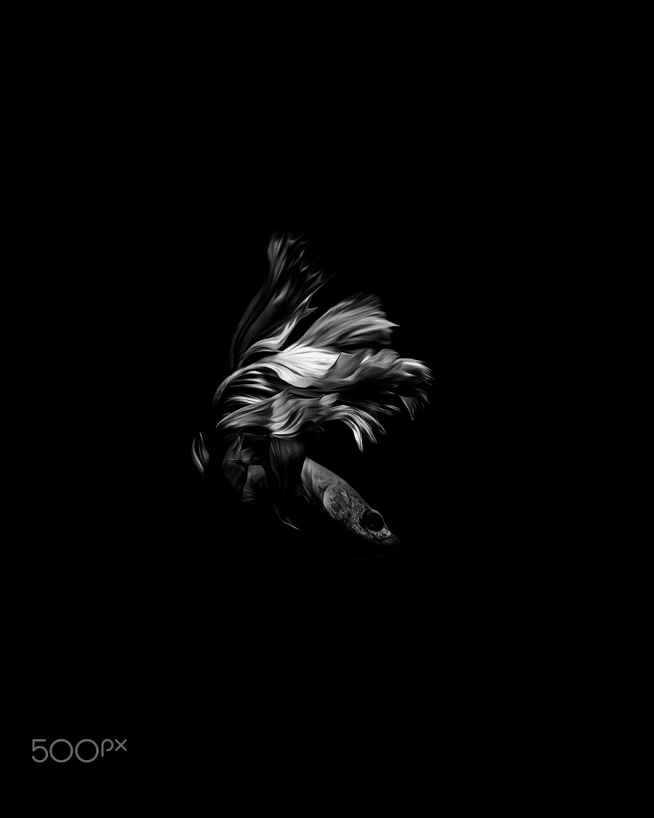 Olympus OM-D E-M1 + OLYMPUS M.12-50mm F3.5-6.3 sample photo. Fighting fish black  background photography