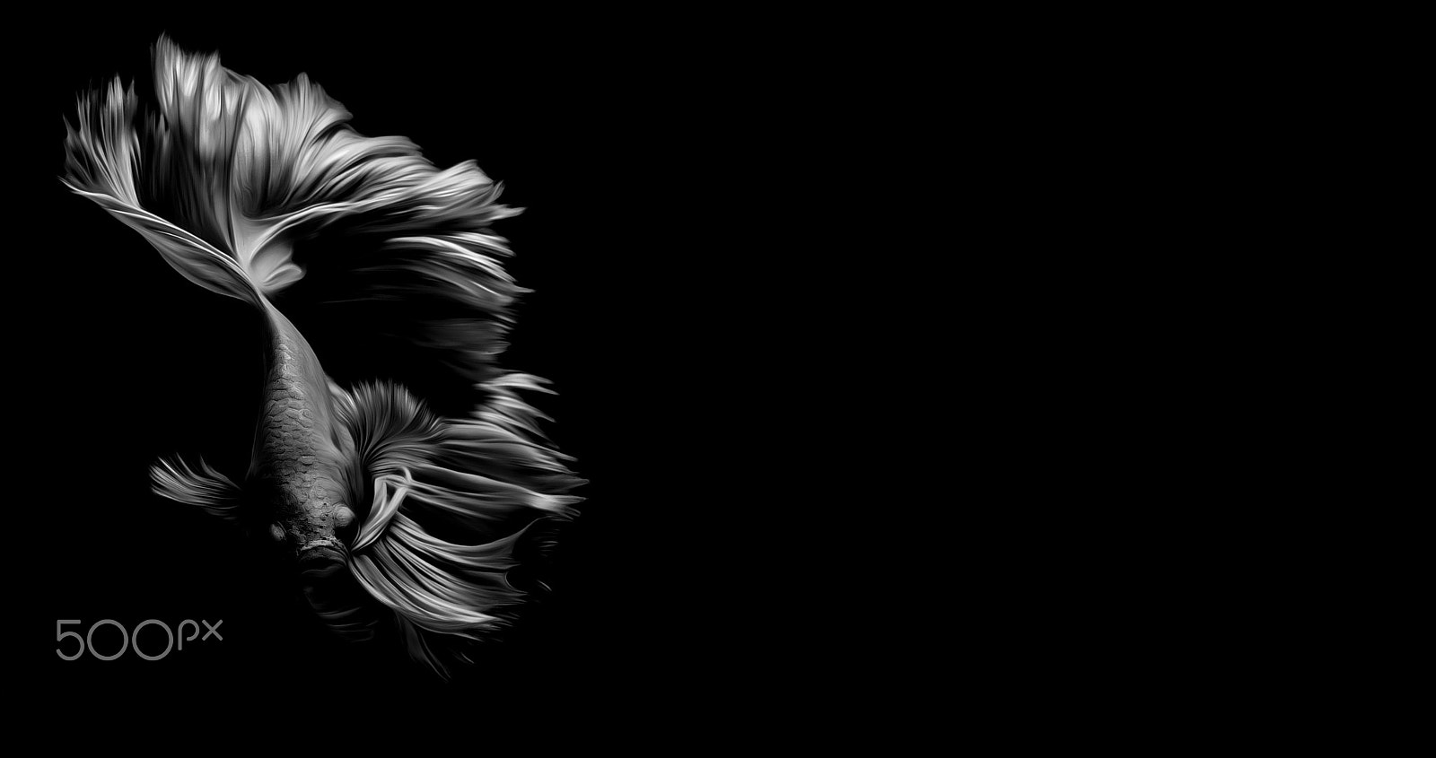 Olympus OM-D E-M1 + OLYMPUS M.12-50mm F3.5-6.3 sample photo. Fighting fish black  background photography