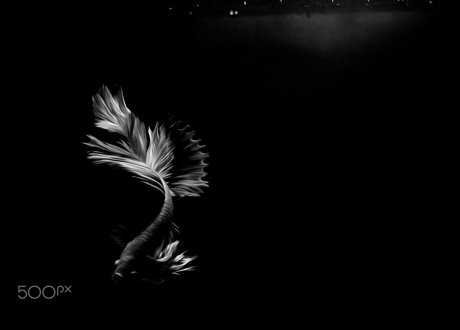 Olympus OM-D E-M1 + OLYMPUS M.12-50mm F3.5-6.3 sample photo. Fighting fish black  background photography