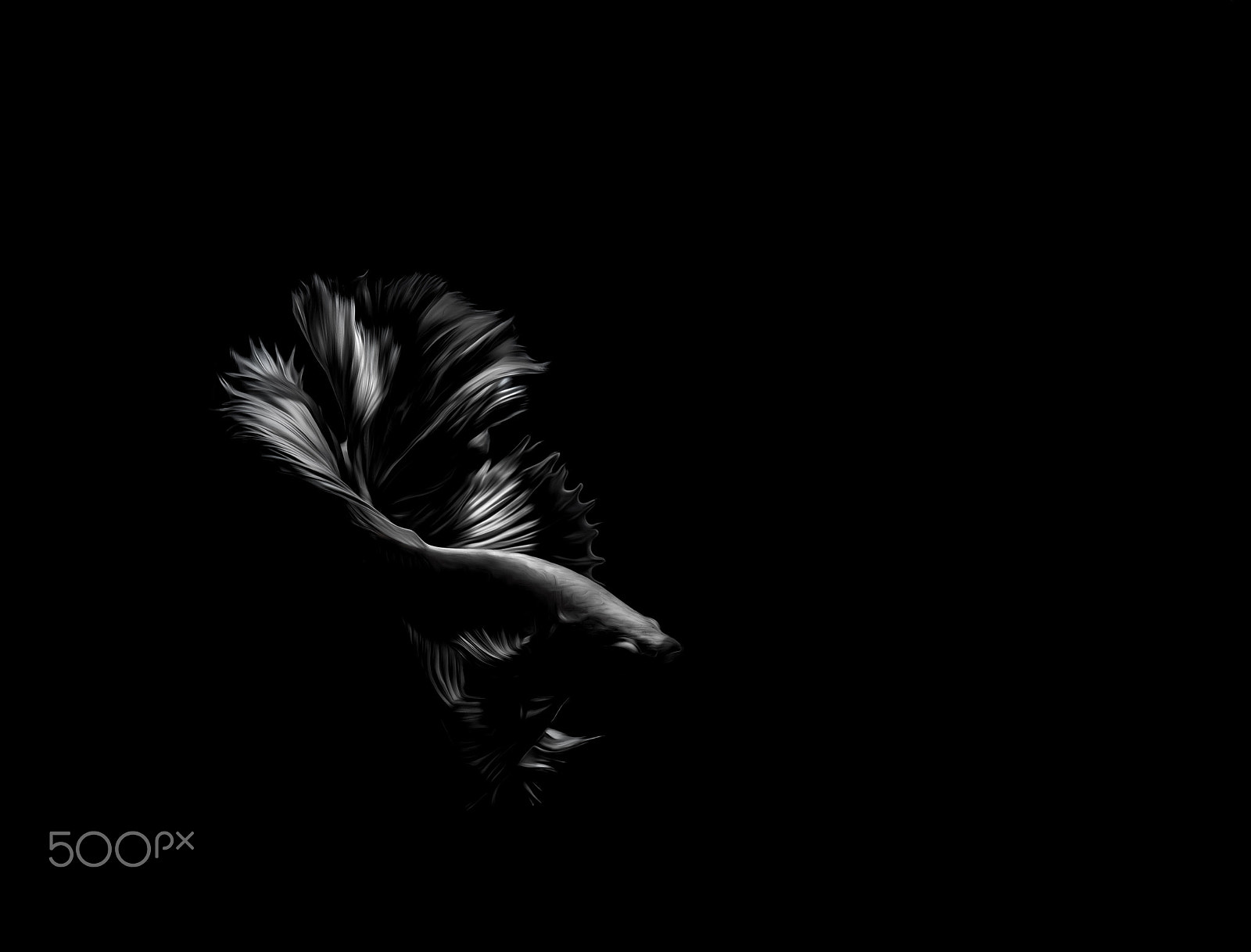 Olympus OM-D E-M1 + OLYMPUS M.12-50mm F3.5-6.3 sample photo. Fighting fish black  background photography