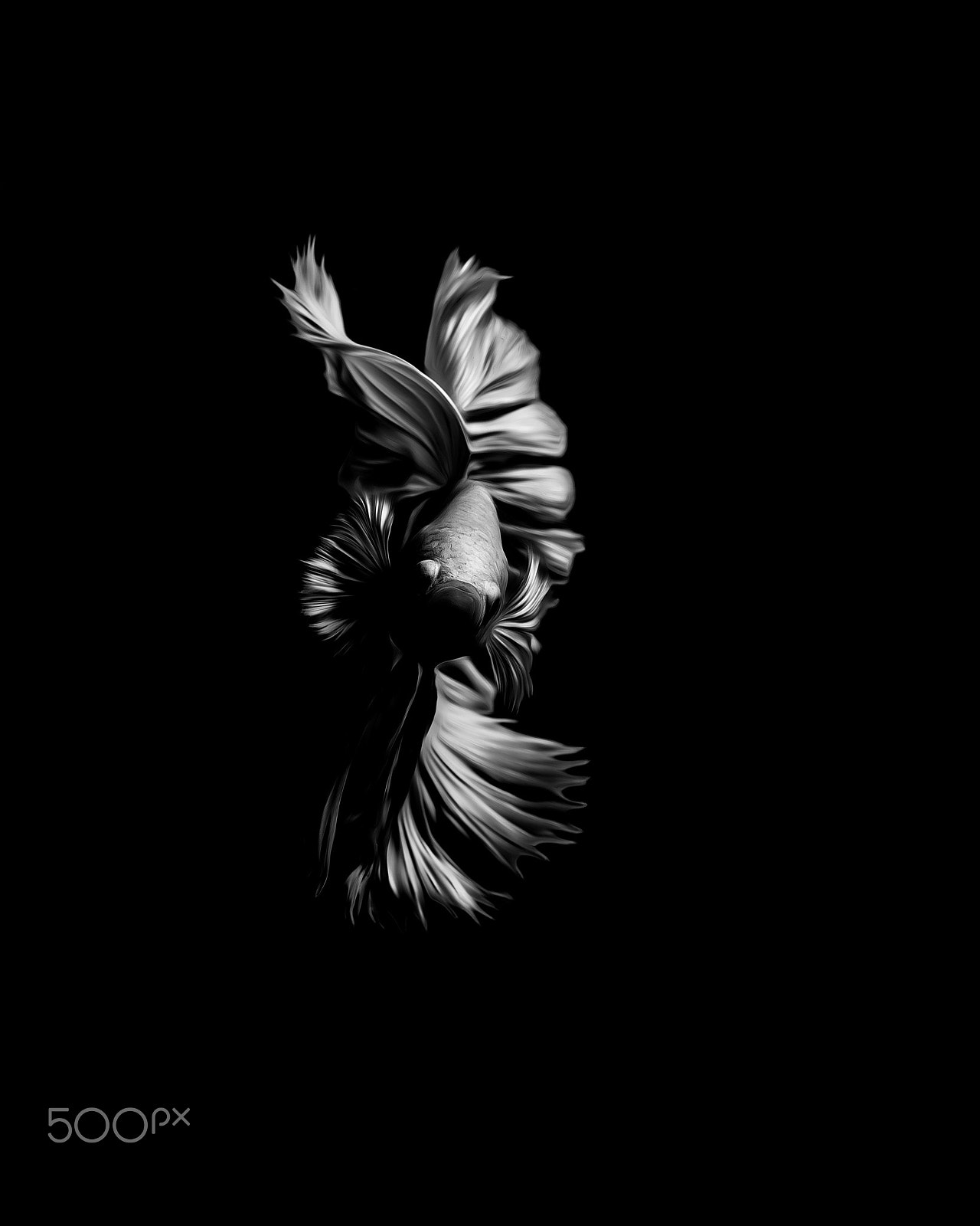 Olympus OM-D E-M1 + OLYMPUS M.12-50mm F3.5-6.3 sample photo. Fighting fish black  background photography