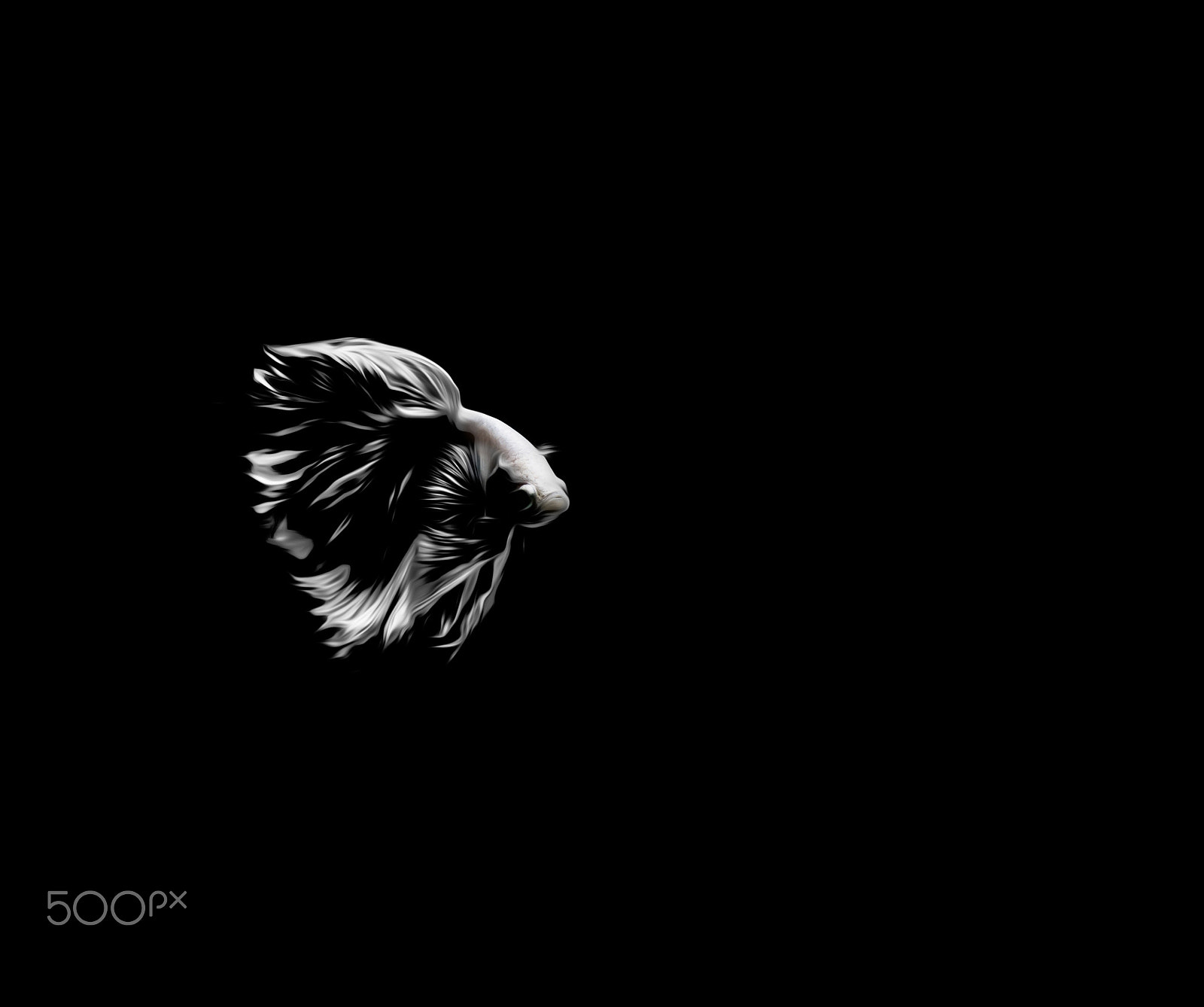 Olympus OM-D E-M1 + OLYMPUS M.12-50mm F3.5-6.3 sample photo. Fighting fish black  background photography