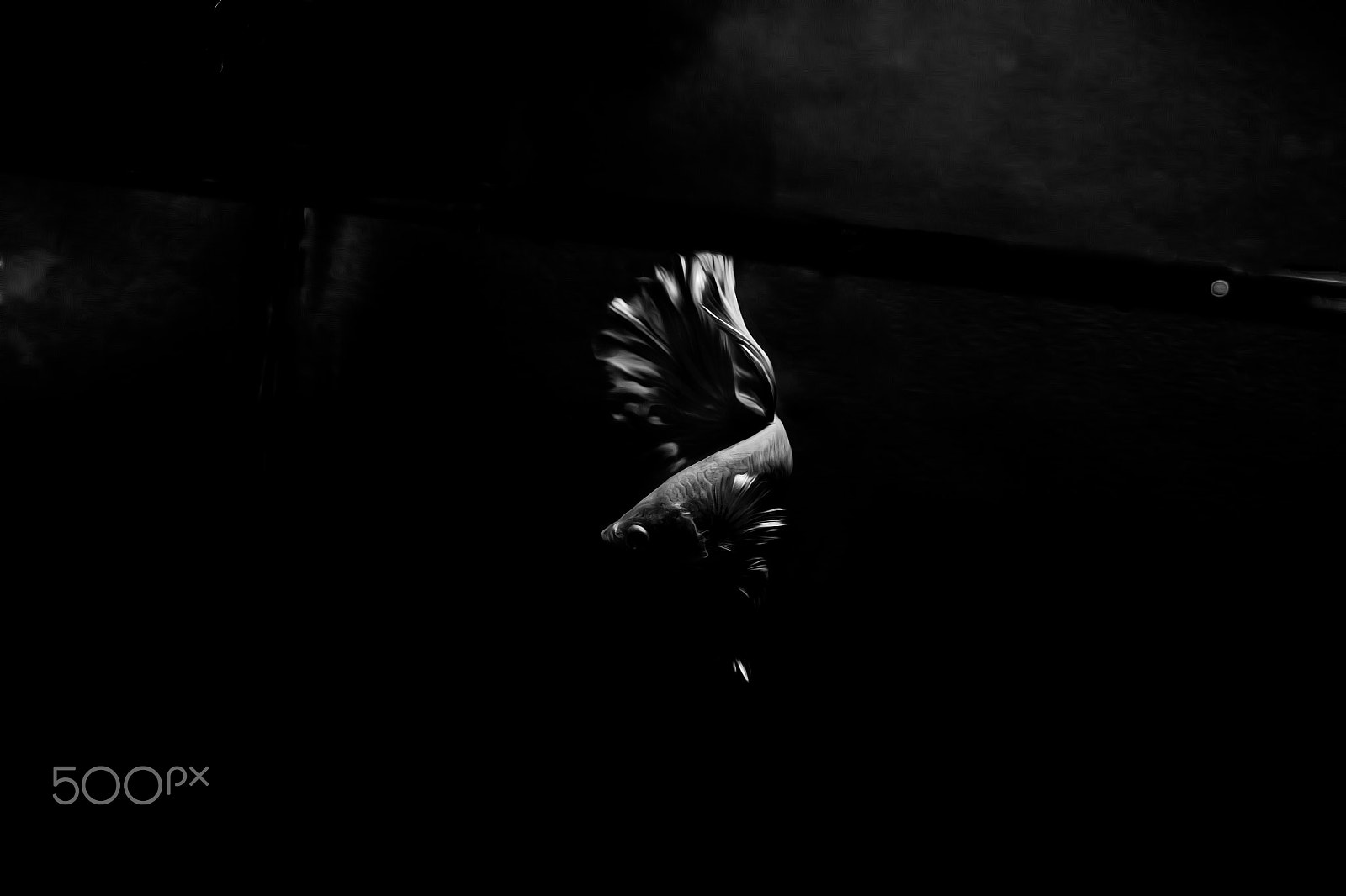 Olympus OM-D E-M1 + OLYMPUS M.12-50mm F3.5-6.3 sample photo. Fighting fish black  background photography