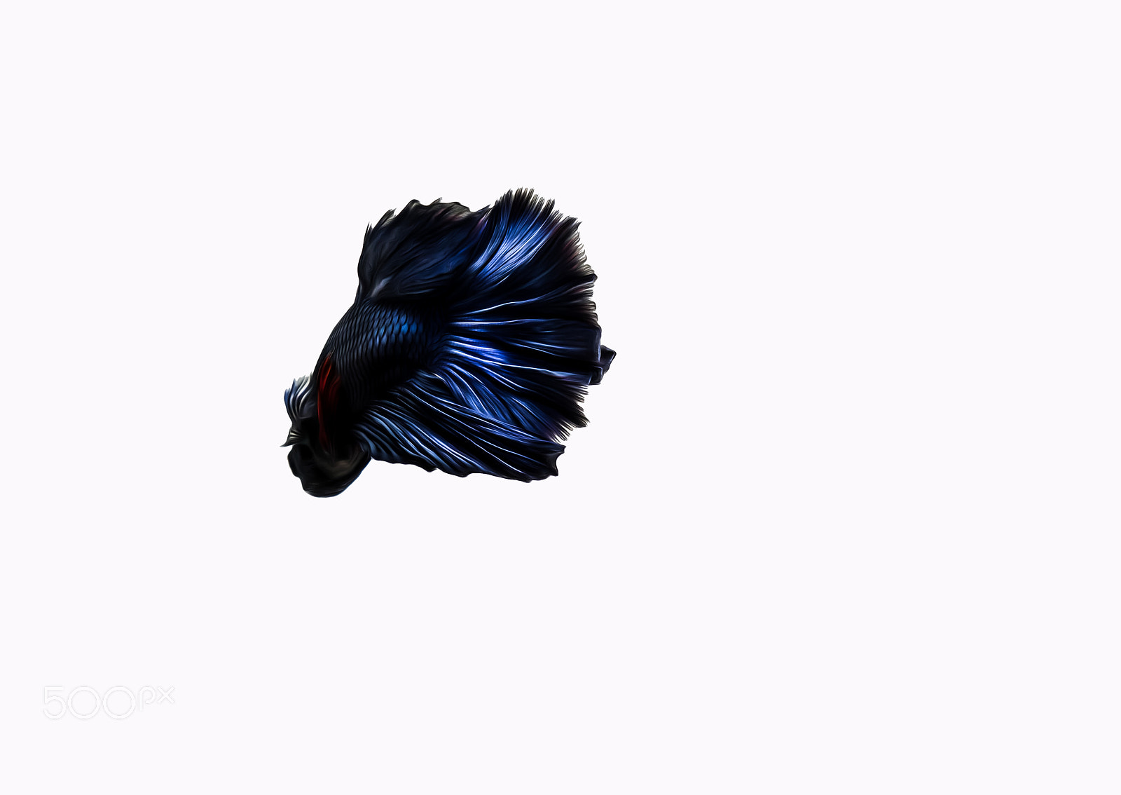 Olympus OM-D E-M1 + OLYMPUS M.12-50mm F3.5-6.3 sample photo. Fighting fish black  background photography
