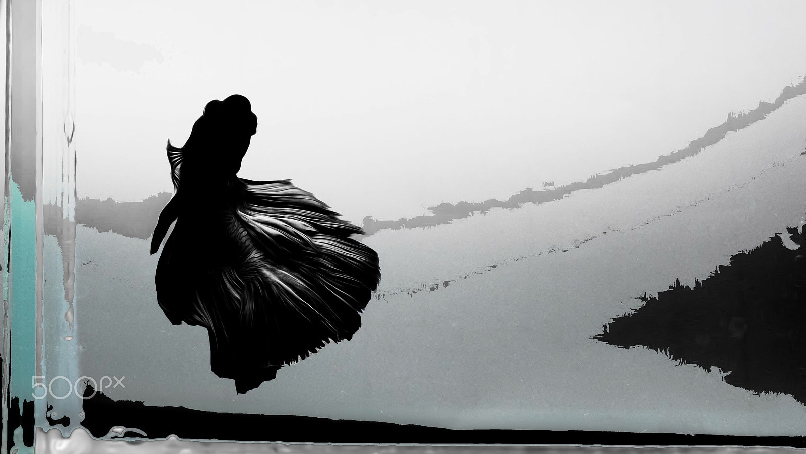 Olympus OM-D E-M1 + OLYMPUS M.12-50mm F3.5-6.3 sample photo. Fighting fish black  background photography
