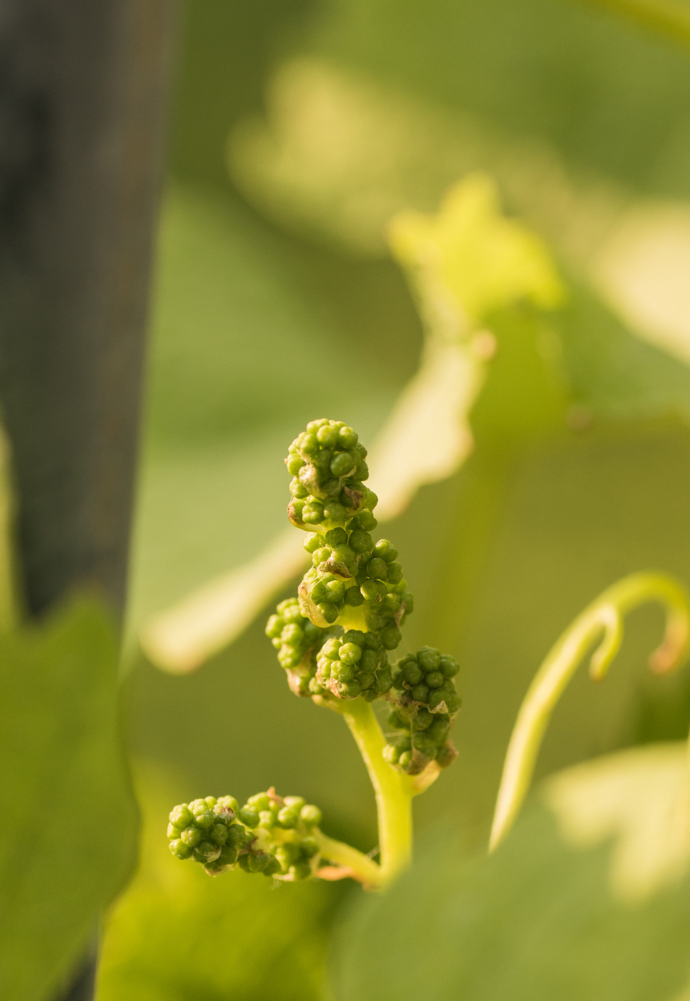 Sony SLT-A77 + Tamron SP AF 90mm F2.8 Di Macro sample photo. Wine photography