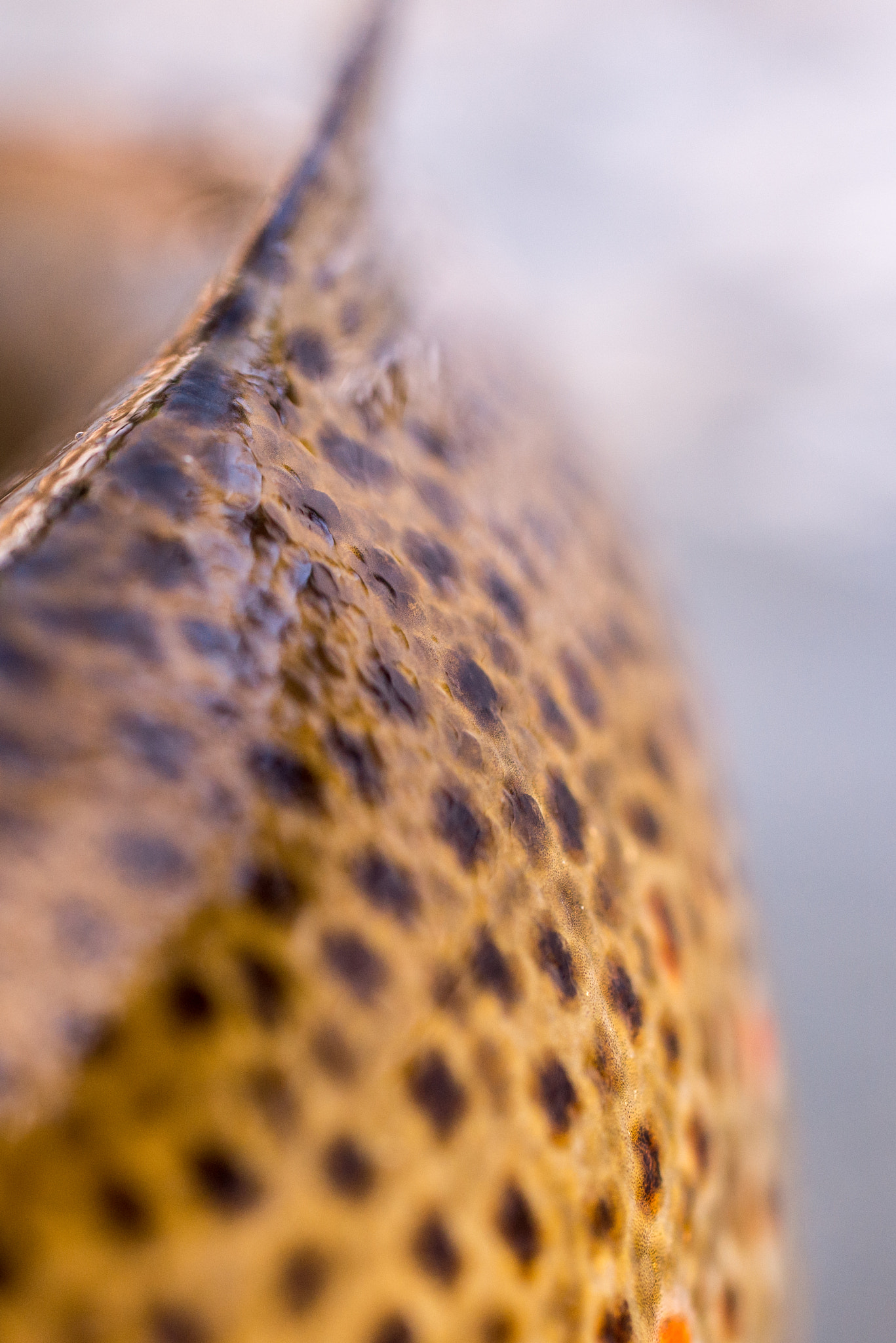 Sigma 50mm F2.8 EX DG Macro sample photo