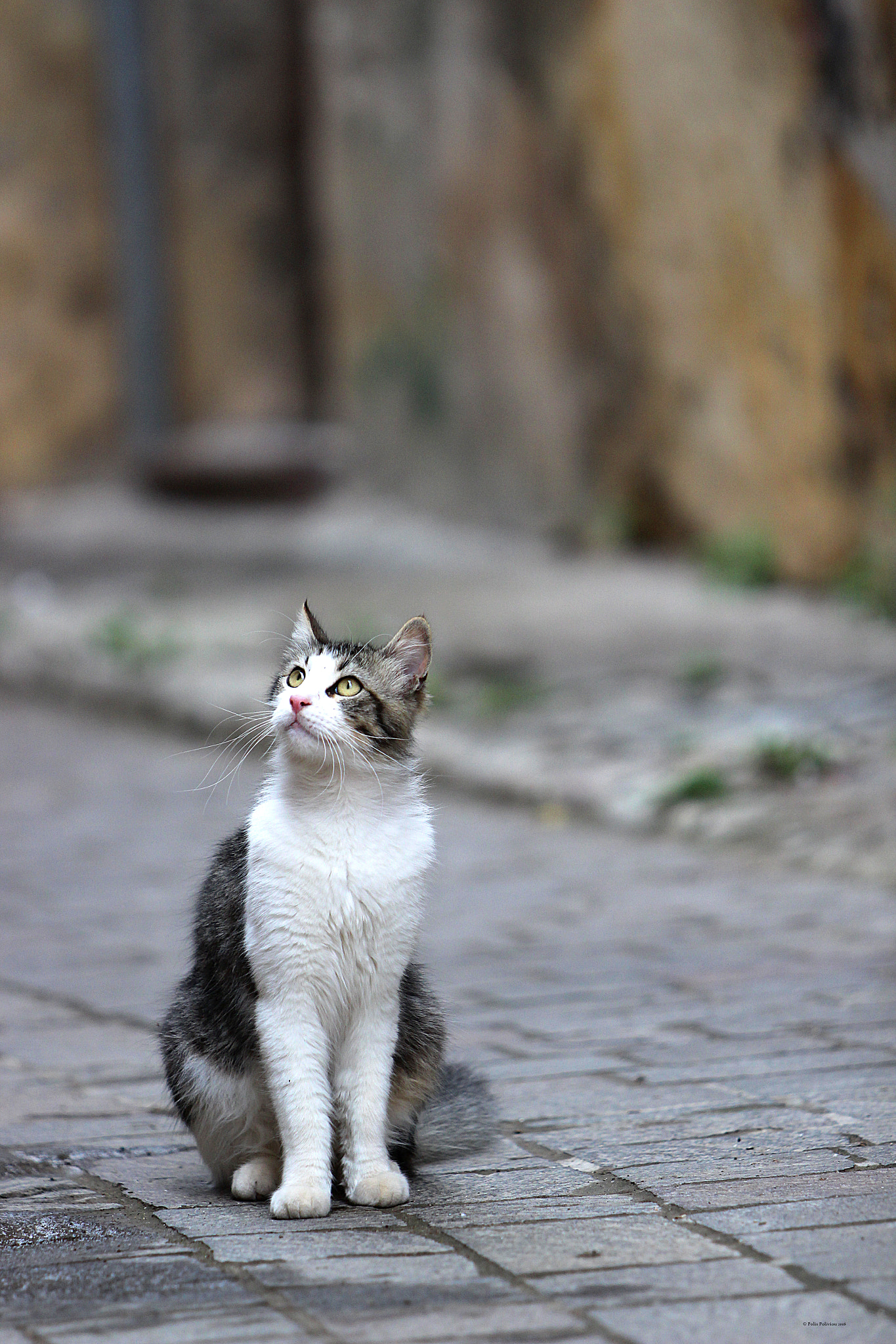 Canon EF 70-200mm F2.8L IS USM sample photo. Cute photography