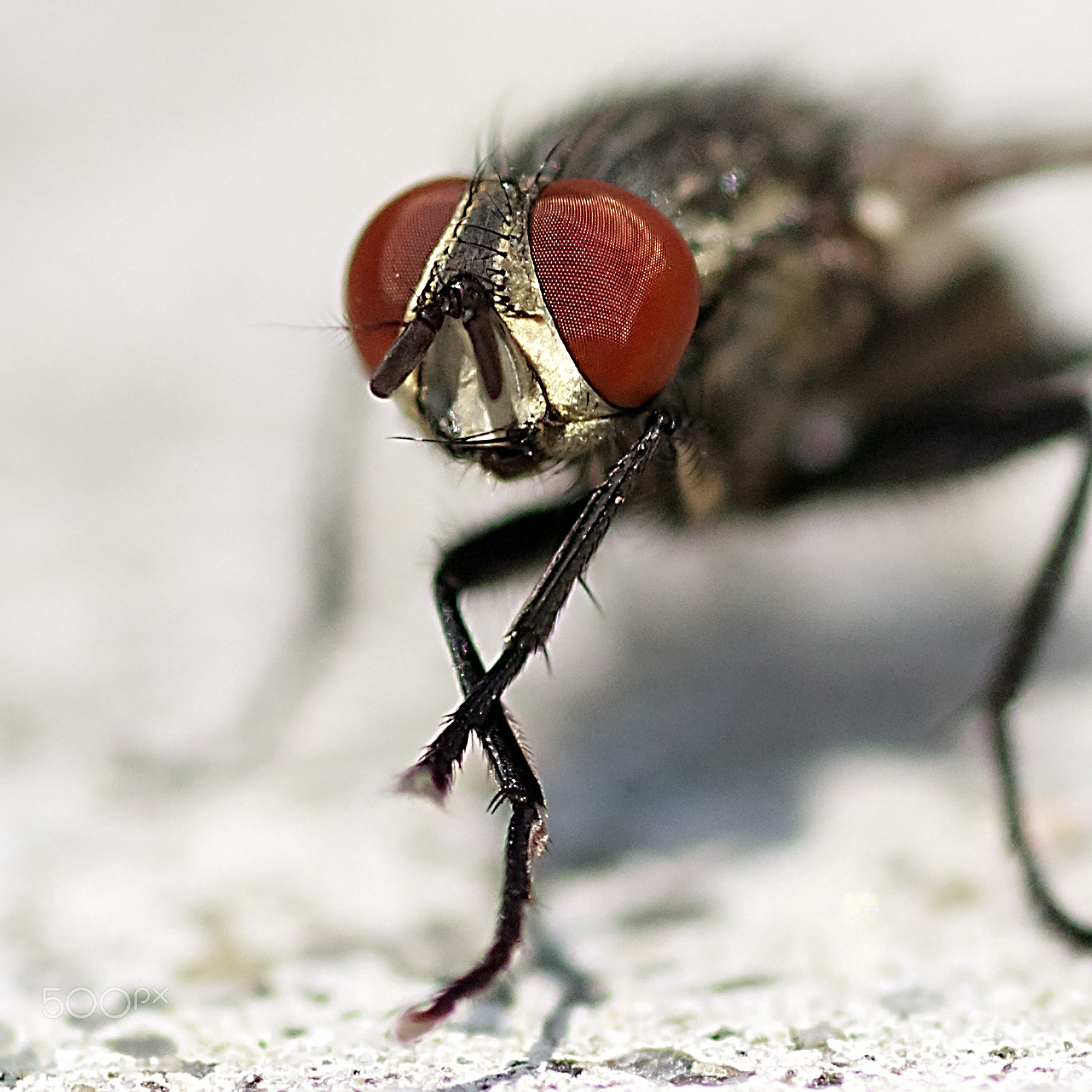 Tamron SP AF 90mm F2.8 Di Macro sample photo. Portrait of diptera photography