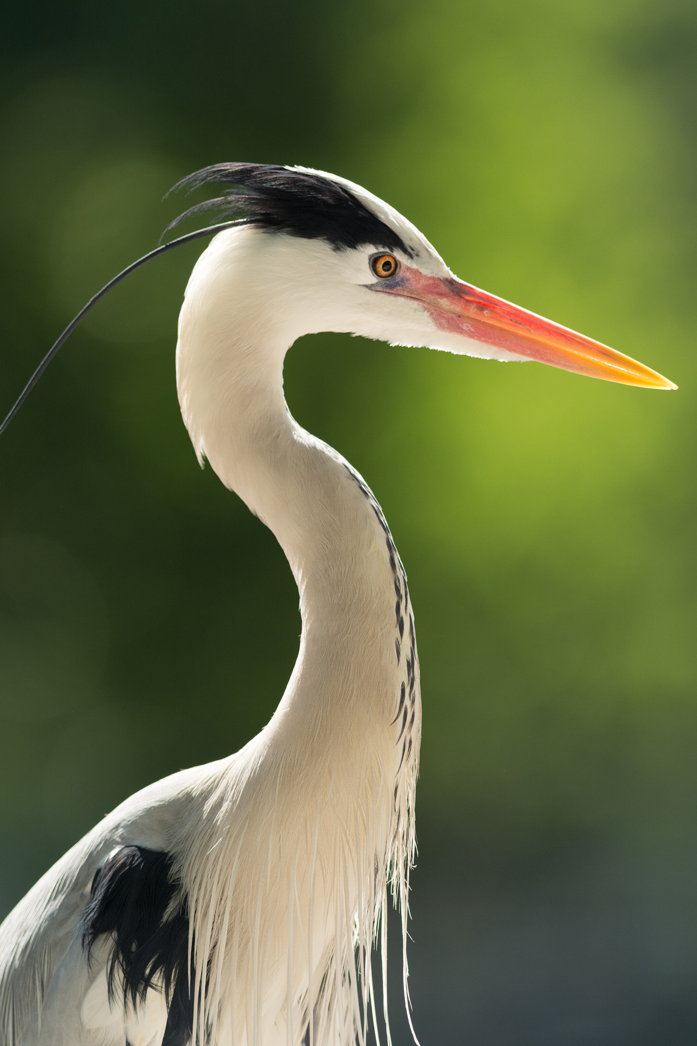 Nikon AF-S Nikkor 300mm F2.8G ED VR II sample photo. Thought photography