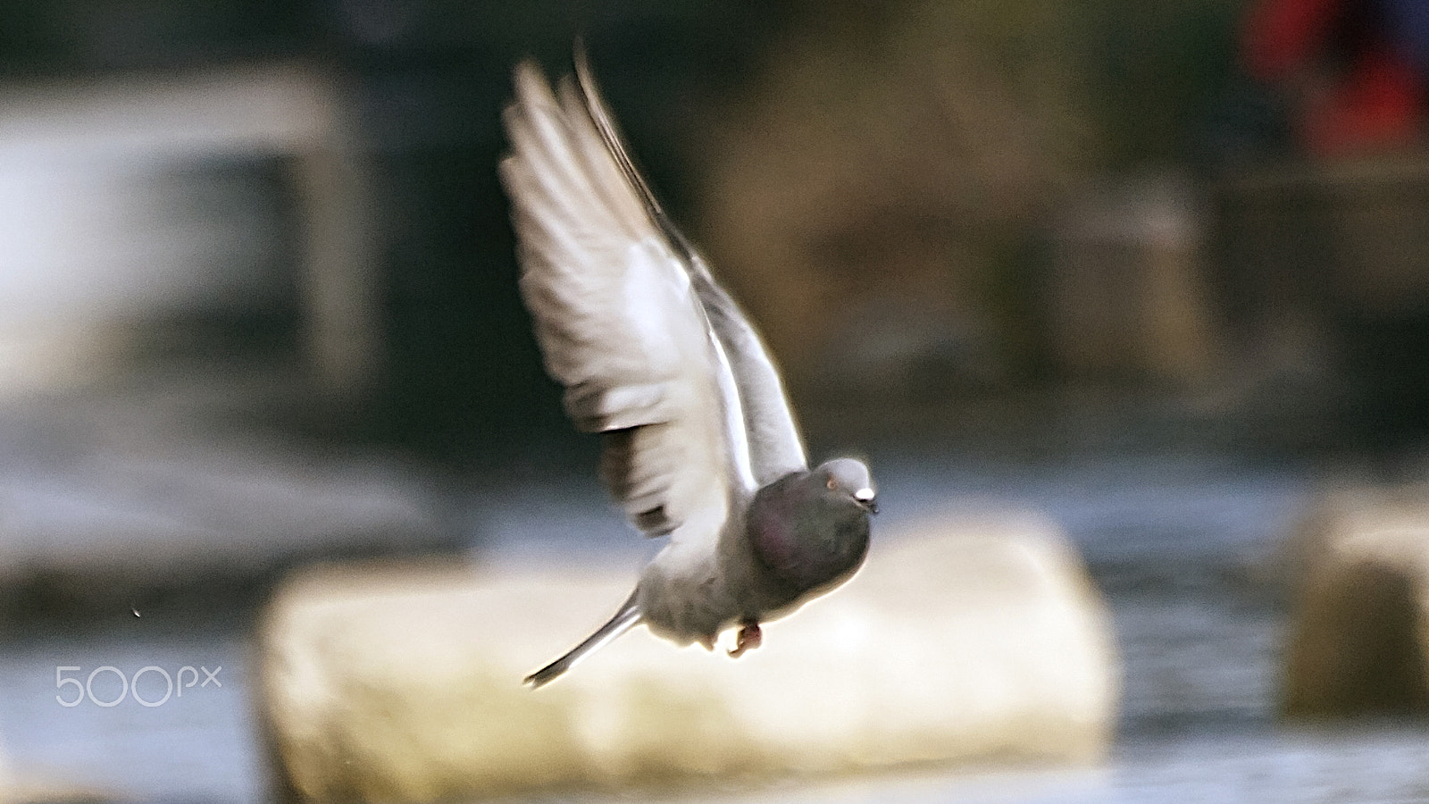 Sigma 70-300mm F4-5.6 APO DG Macro sample photo. Pigeon in flight photography