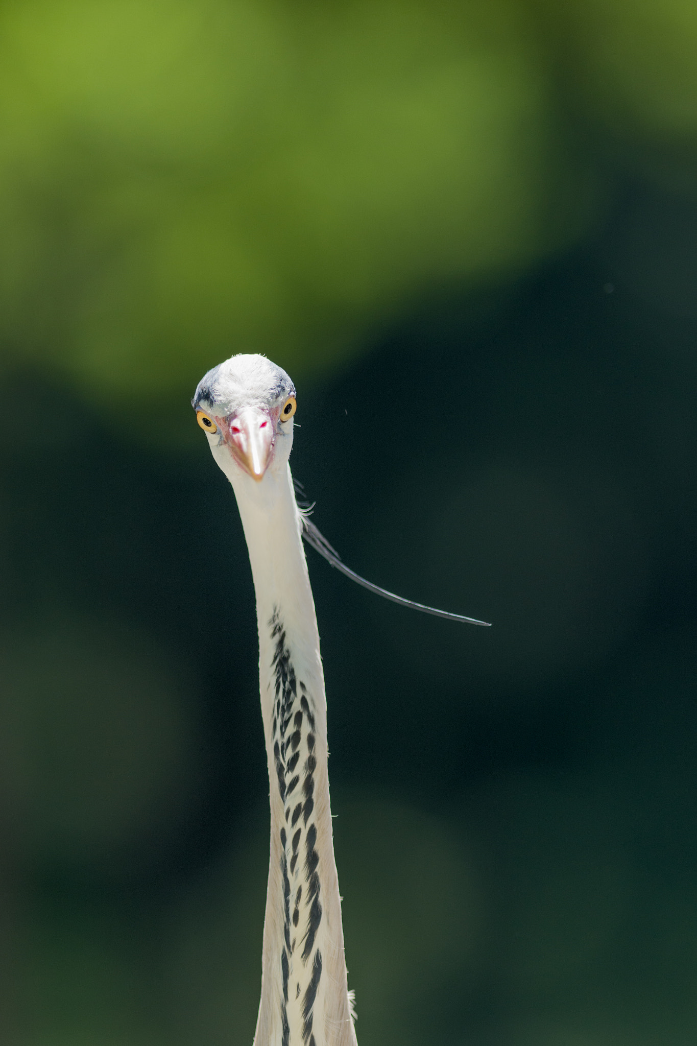Nikon AF-S Nikkor 300mm F2.8G ED VR II sample photo. Confusion photography