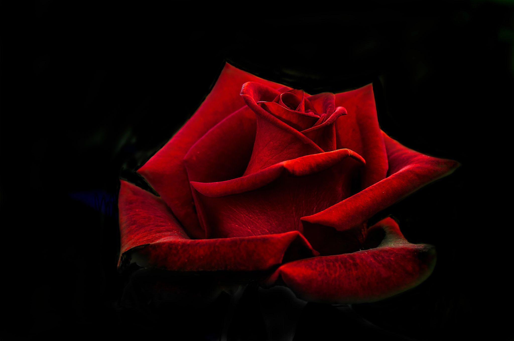 Nikon D300 + AF Micro-Nikkor 105mm f/2.8 sample photo. Роза photography