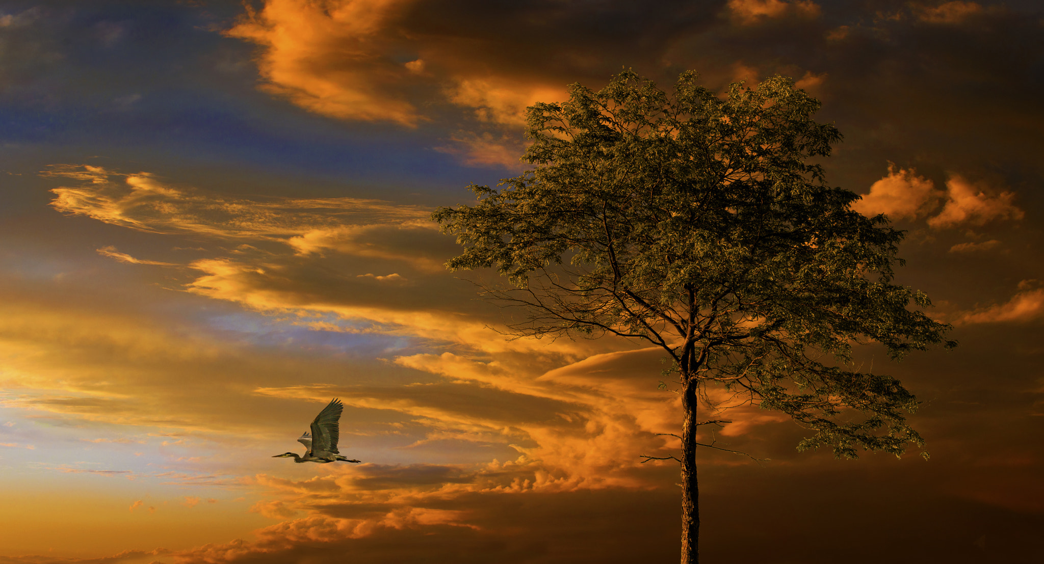 AF-S Zoom-Nikkor 80-200mm f/2.8D IF-ED sample photo. Sunset flight photography