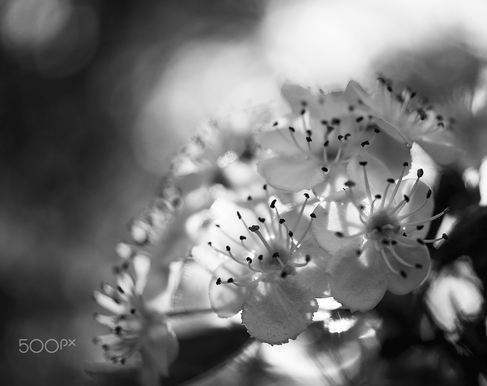 Sony DT 30mm F2.8 Macro SAM sample photo. Sunrise photography