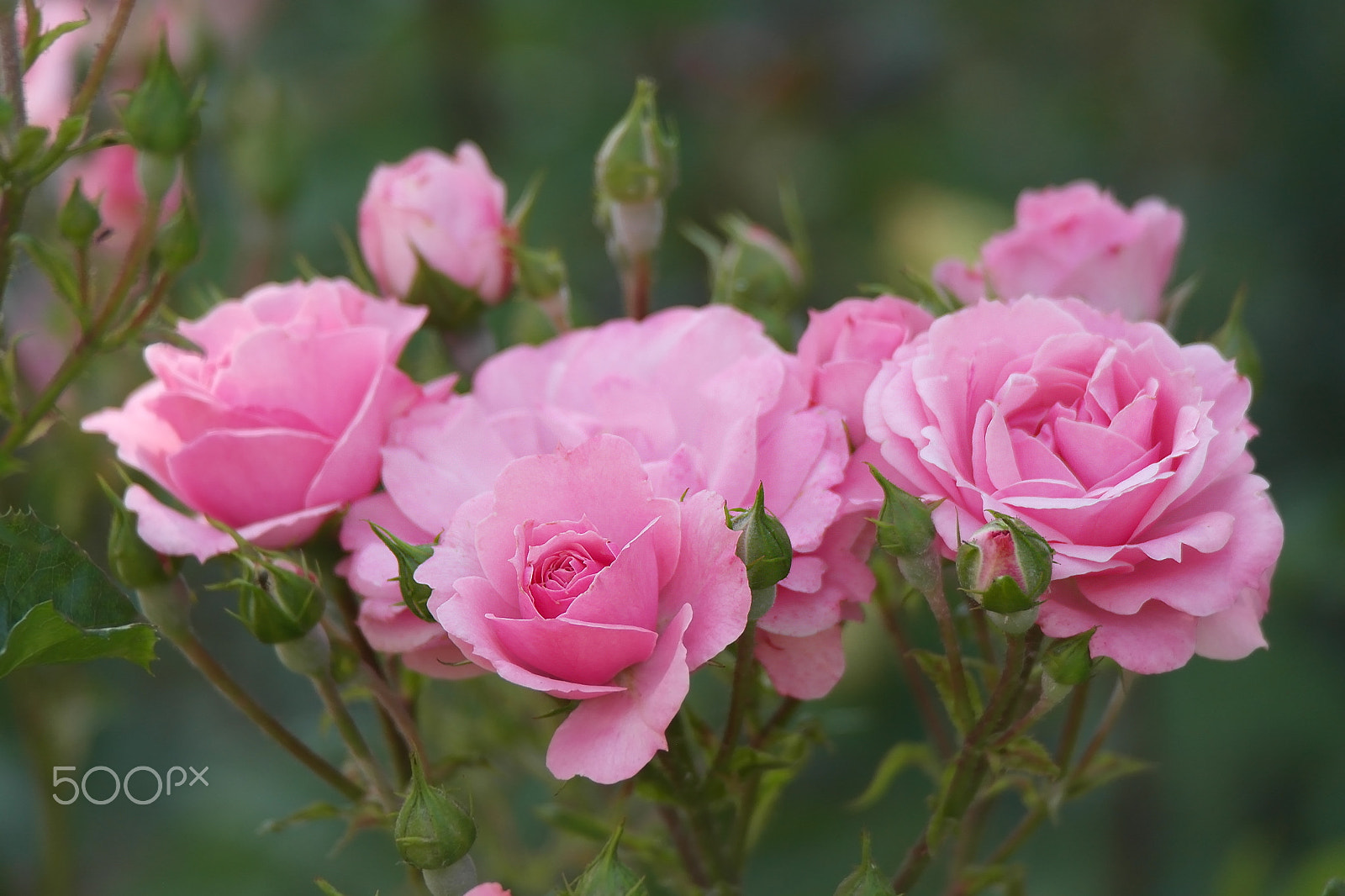 Samsung NX200 sample photo. Pink rose photography