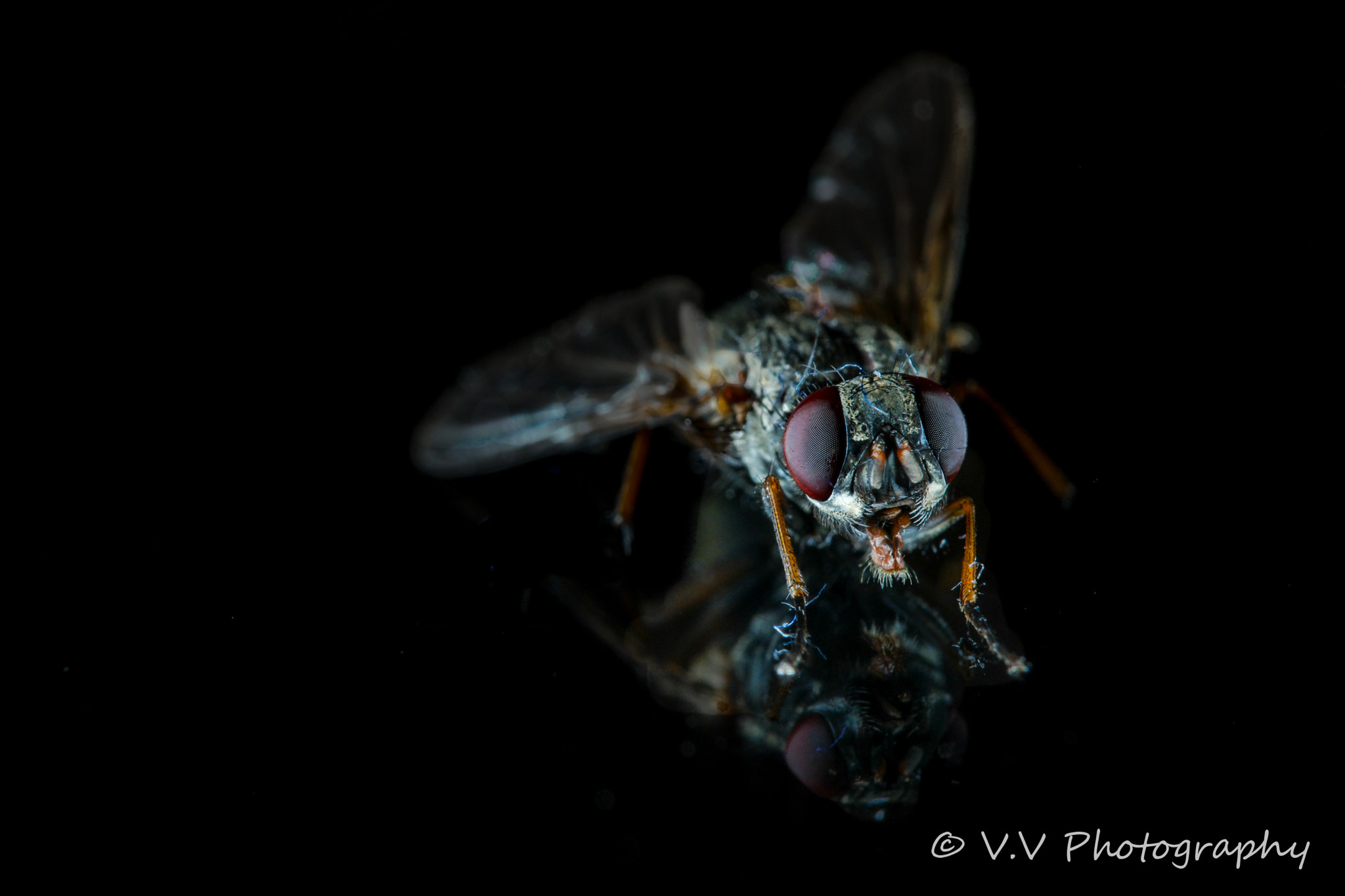 Samsung NX500 + NX 60mm F2.8 Macro sample photo. The fly photography