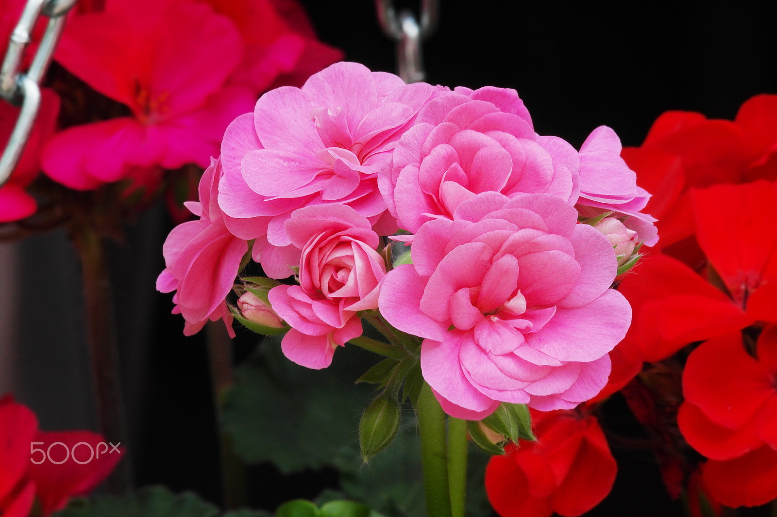 Samsung NX200 sample photo. Pelargonium photography