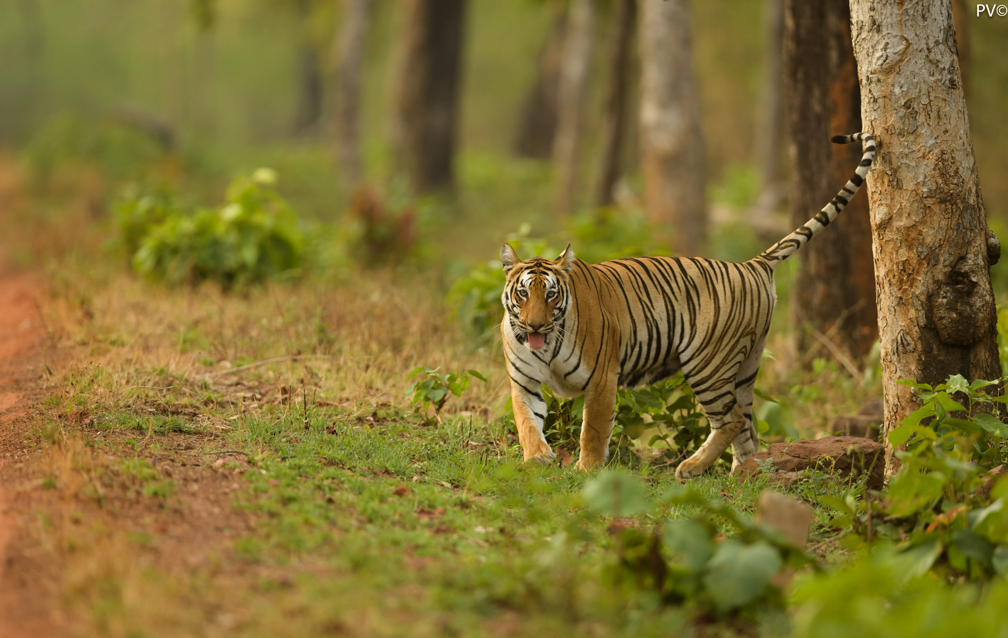 Nikon D5 + Nikon AF-S Nikkor 600mm F4G ED VR sample photo. Kuwani photography