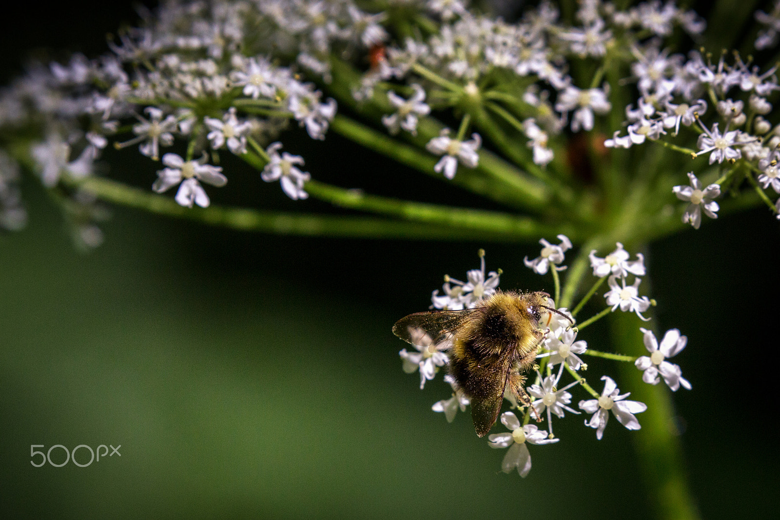 Canon EF 100-400mm F4.5-5.6L IS II USM sample photo. Bumble v2 photography