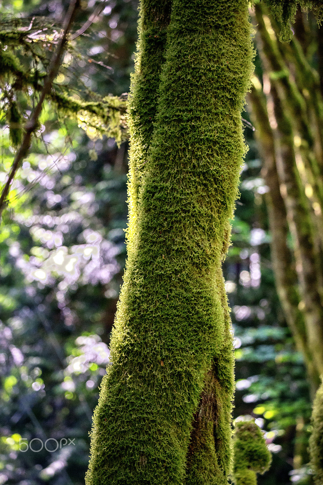 Canon EOS 6D + Canon EF 100-400mm F4.5-5.6L IS II USM sample photo. Trunks crossed photography