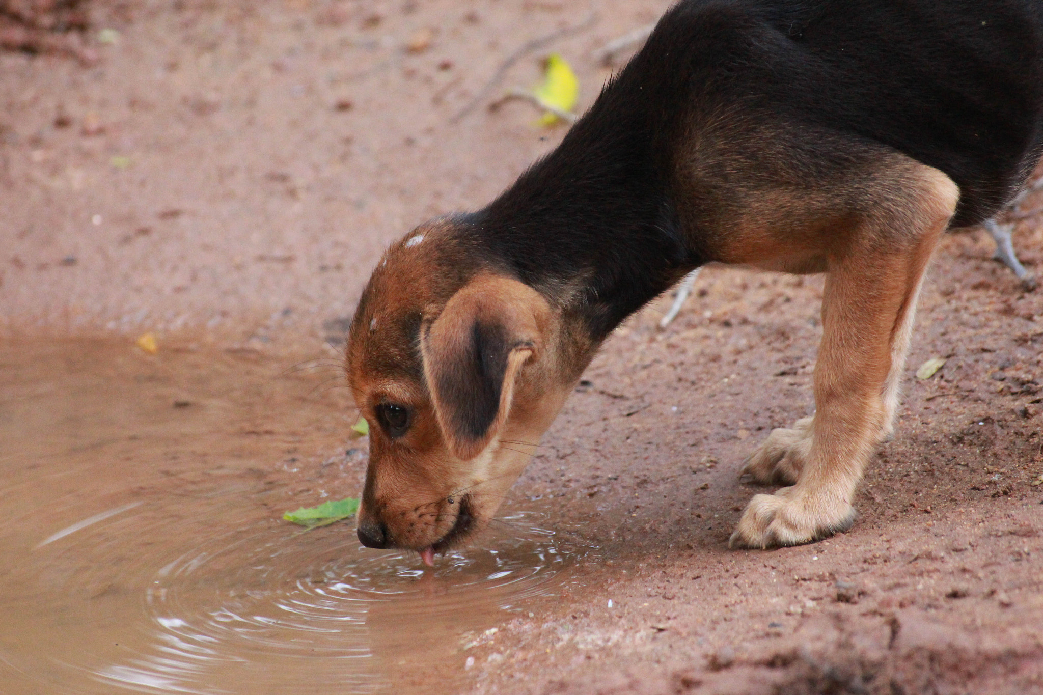 Canon EOS 650D (EOS Rebel T4i / EOS Kiss X6i) + Sigma 50-200mm F4-5.6 DC OS HSM sample photo. Thirsty puppy photography