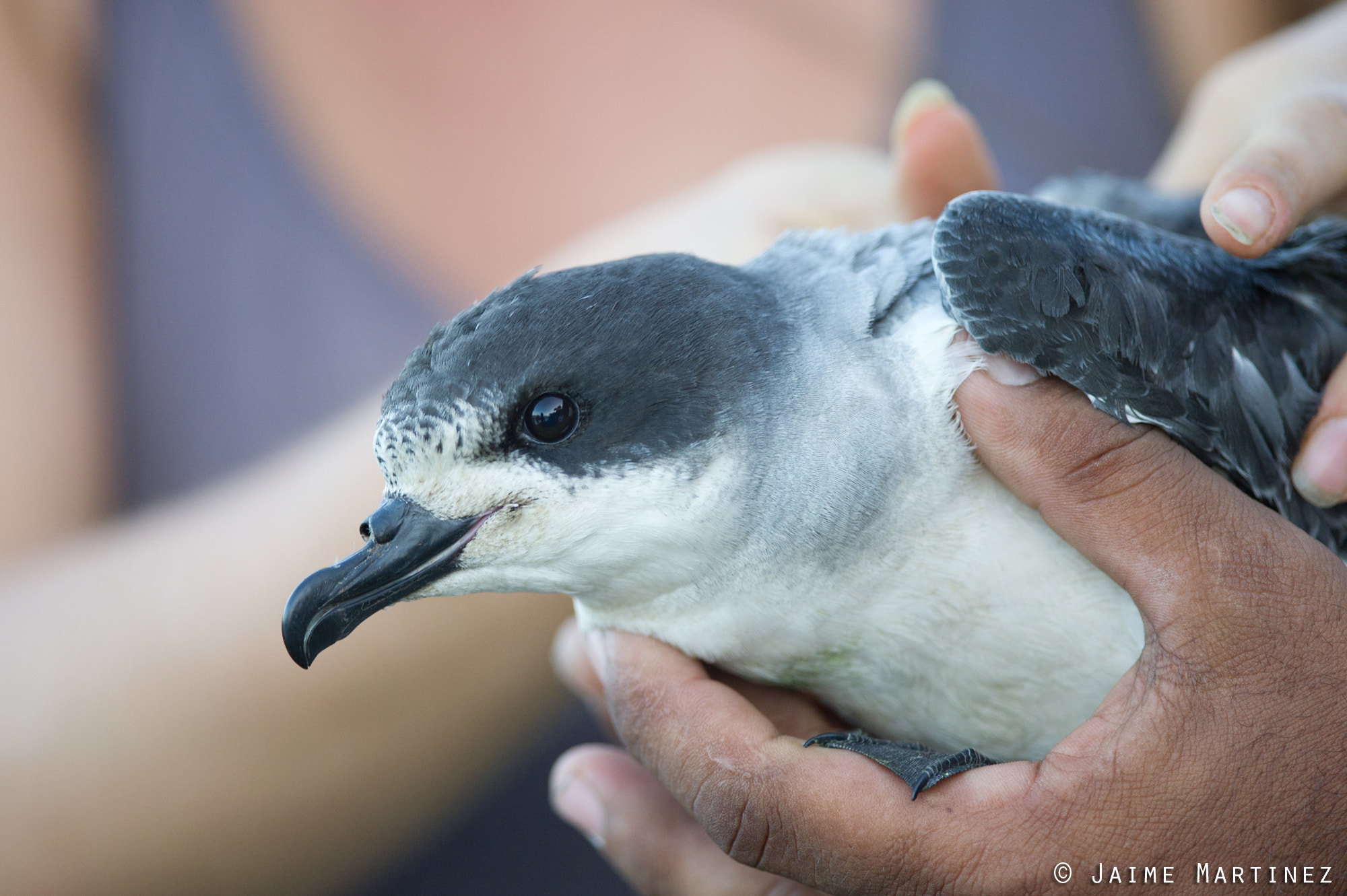 Nikon D3S + Nikon AF-S Nikkor 300mm F4D ED-IF sample photo. Barau's petrel / pétrel de barau - pterodroma baraui photography