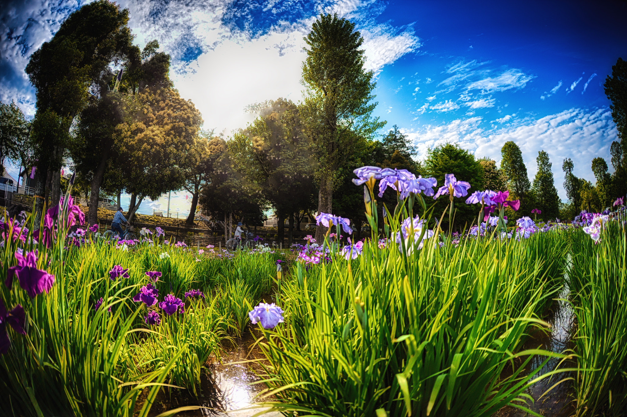 Nikon D4 + Sigma 15mm F2.8 EX DG Diagonal Fisheye sample photo. Sho-bu photography