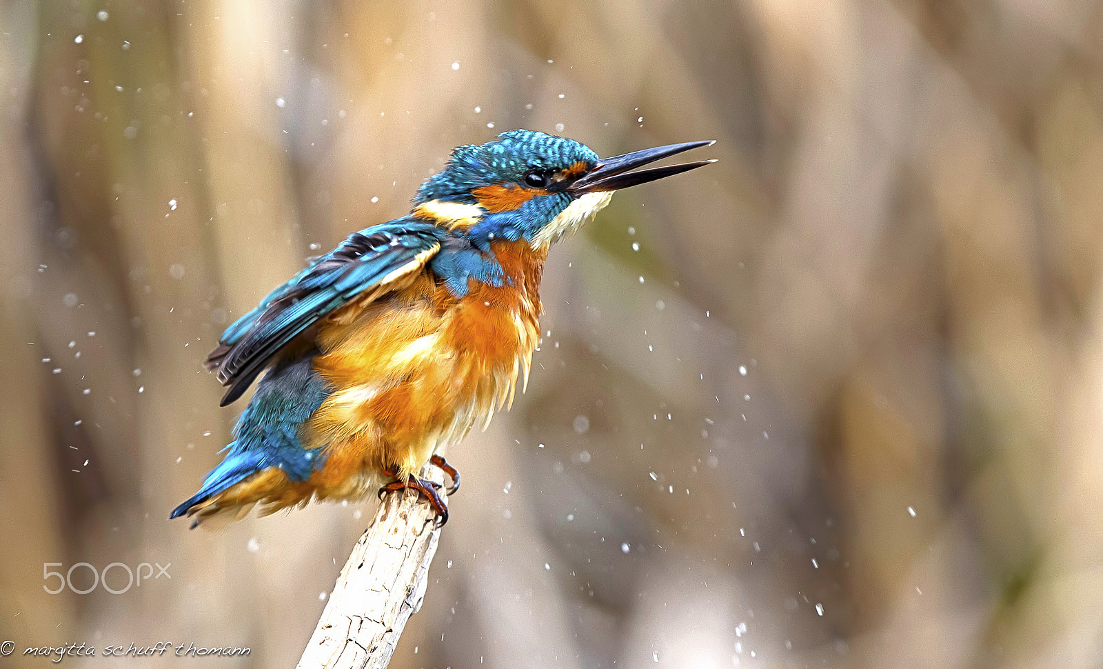 Canon EF 300mm F2.8L IS USM sample photo. Kingfisher.. photography