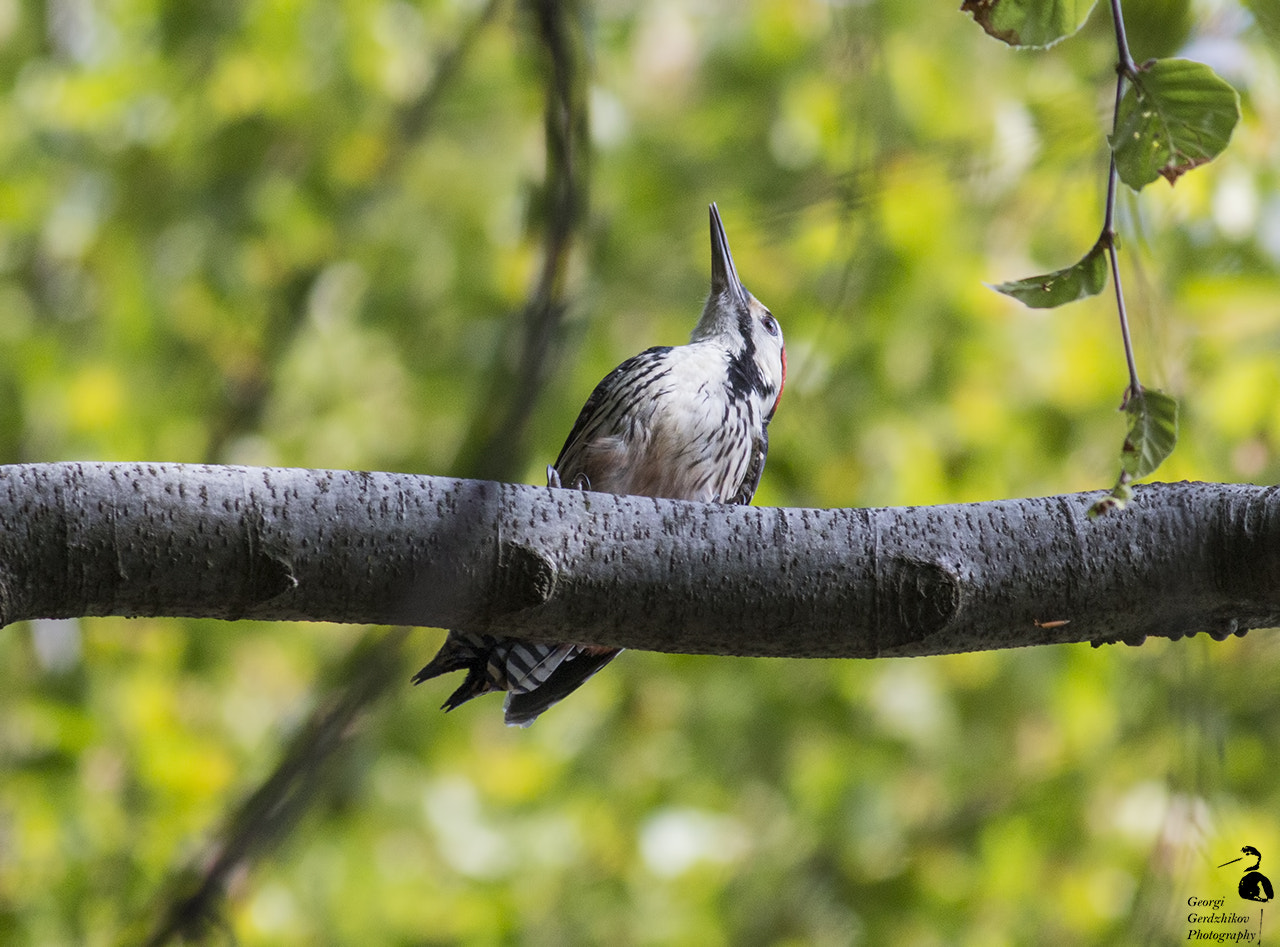 Canon EOS 70D + Canon EF 400mm F5.6L USM sample photo. White-backed woodpecker...from below photography