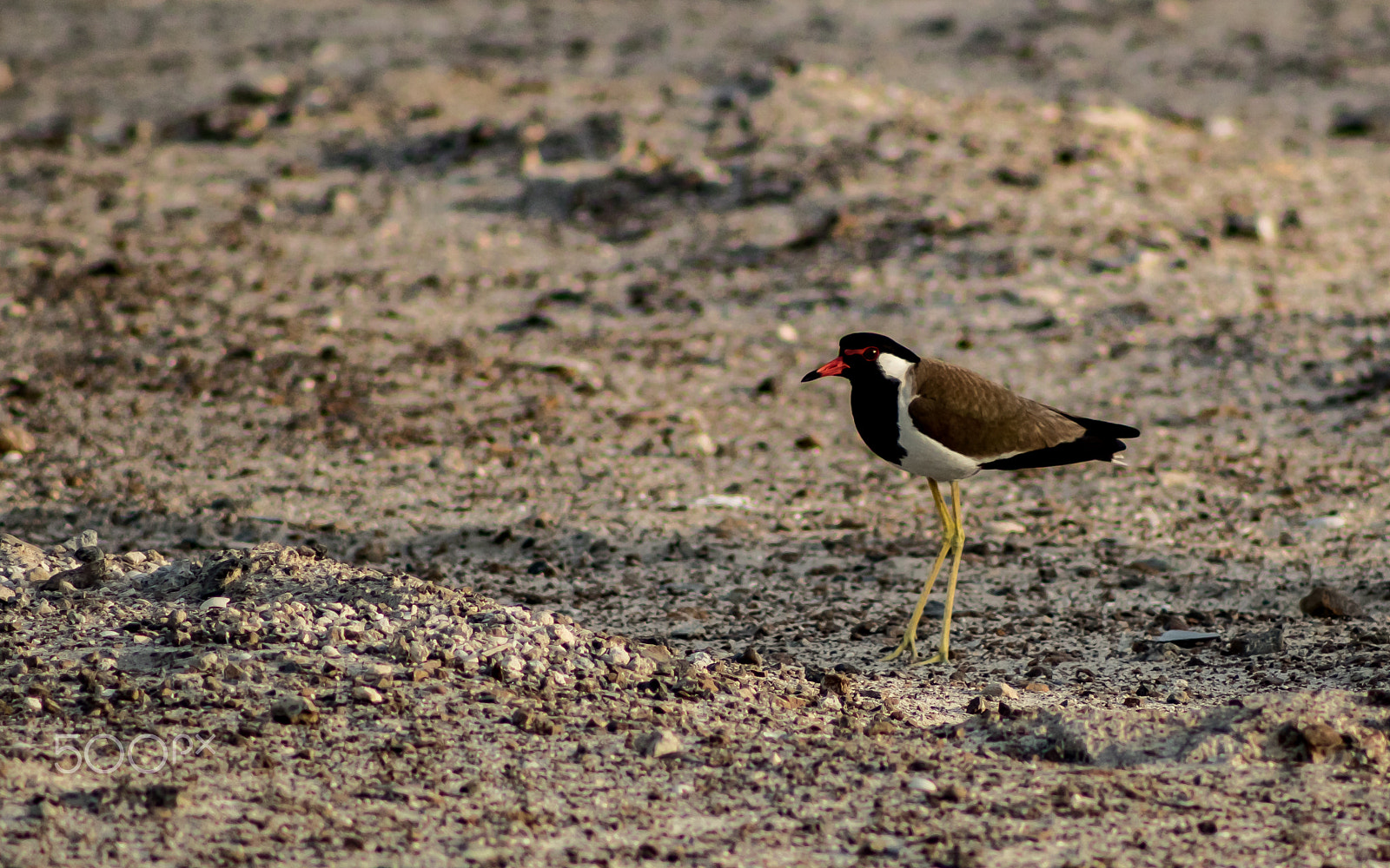 EF75-300mm f/4-5.6 sample photo. Ankur tripathi photography photography